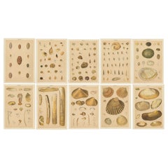 Set of 10 Antique Prints of Shells Including Razor Shells by Gordon 'circa 1900'