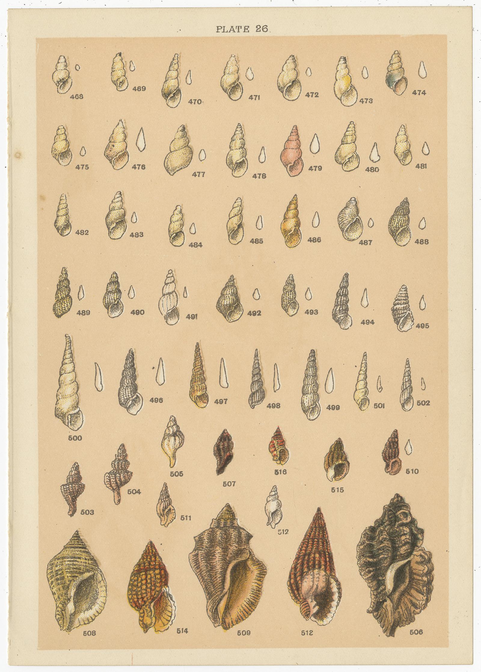 Set of 10 Antique Prints of Shells including Turret Shells by Gordon, circa 1900 5
