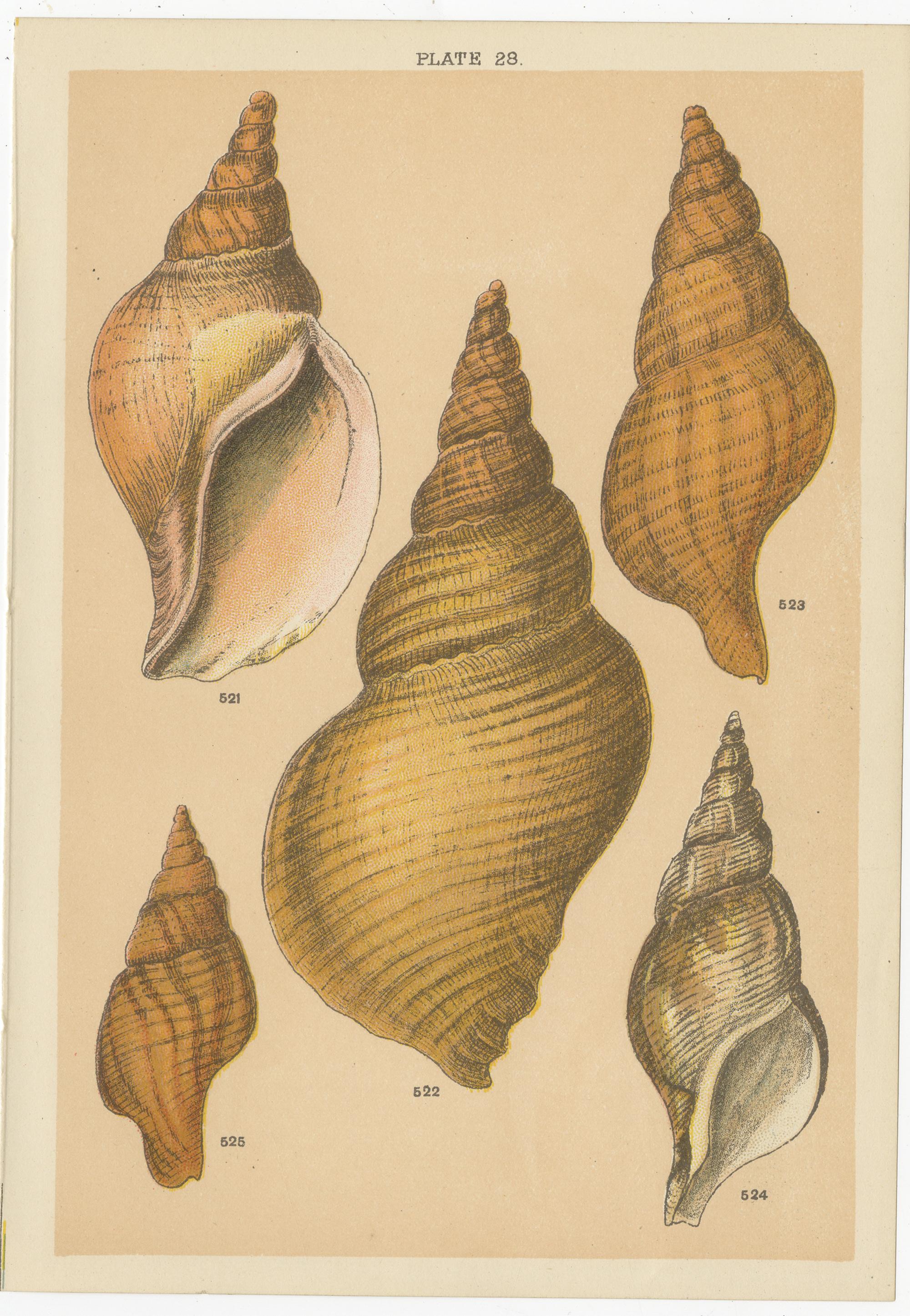 Set of 10 Antique Prints of Shells including Turret Shells by Gordon, circa 1900 6