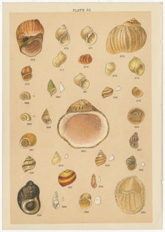 Set of 10 Antique Prints of Shells including Turret Shells by Gordon, circa 1900