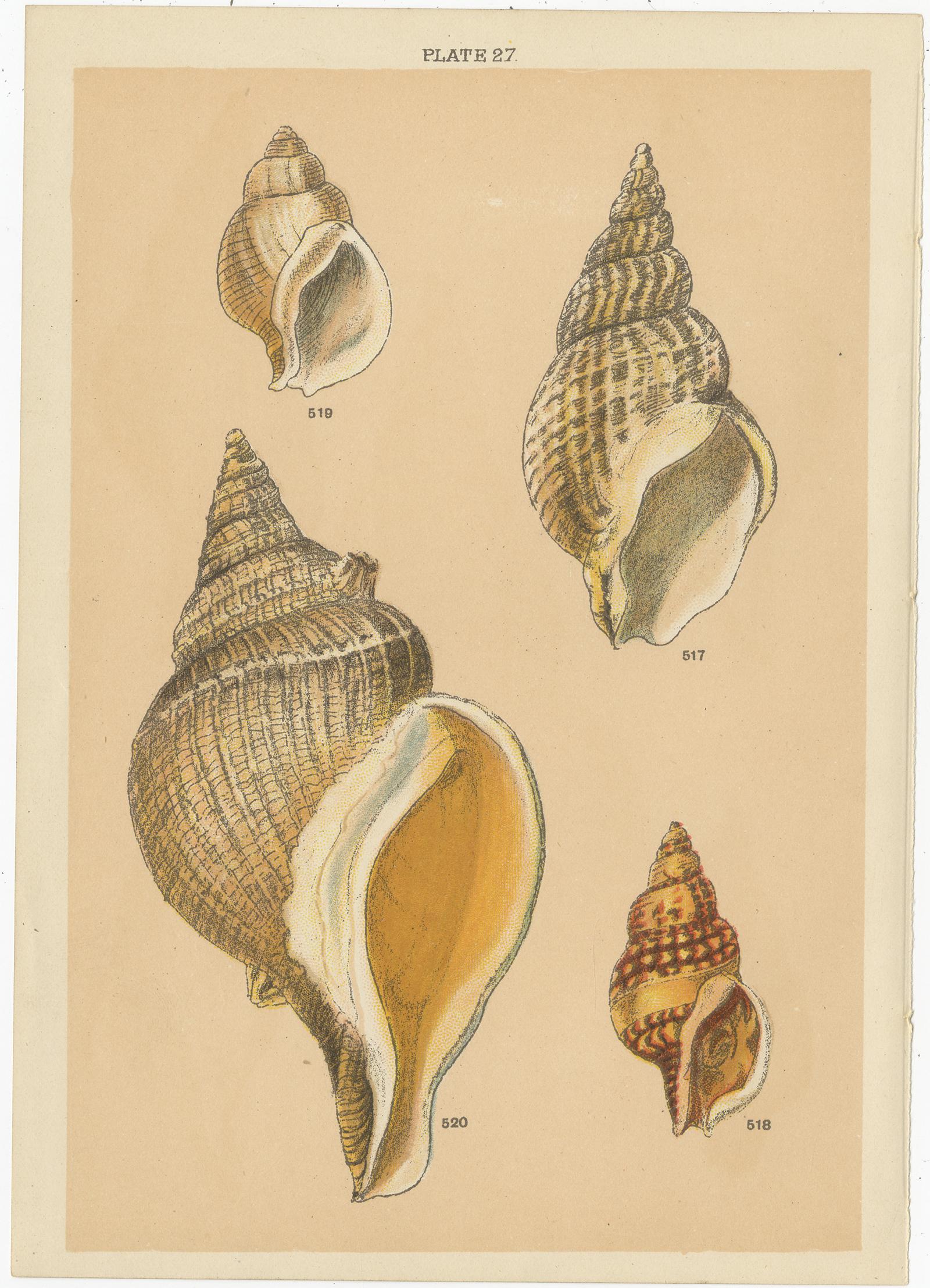 Set of 10 Antique Prints of Shells including Turret Shells by Gordon, circa 1900 In Good Condition In Langweer, NL