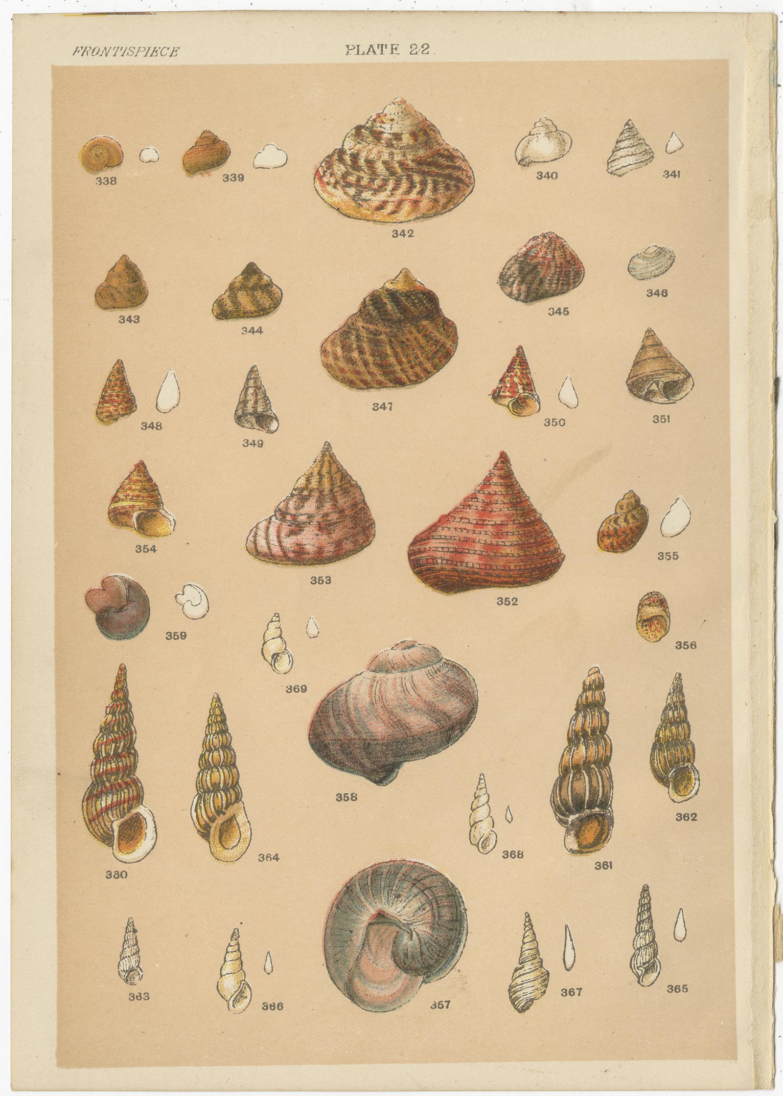 20th Century Set of 10 Antique Prints of Shells including Turret Shells by Gordon, circa 1900