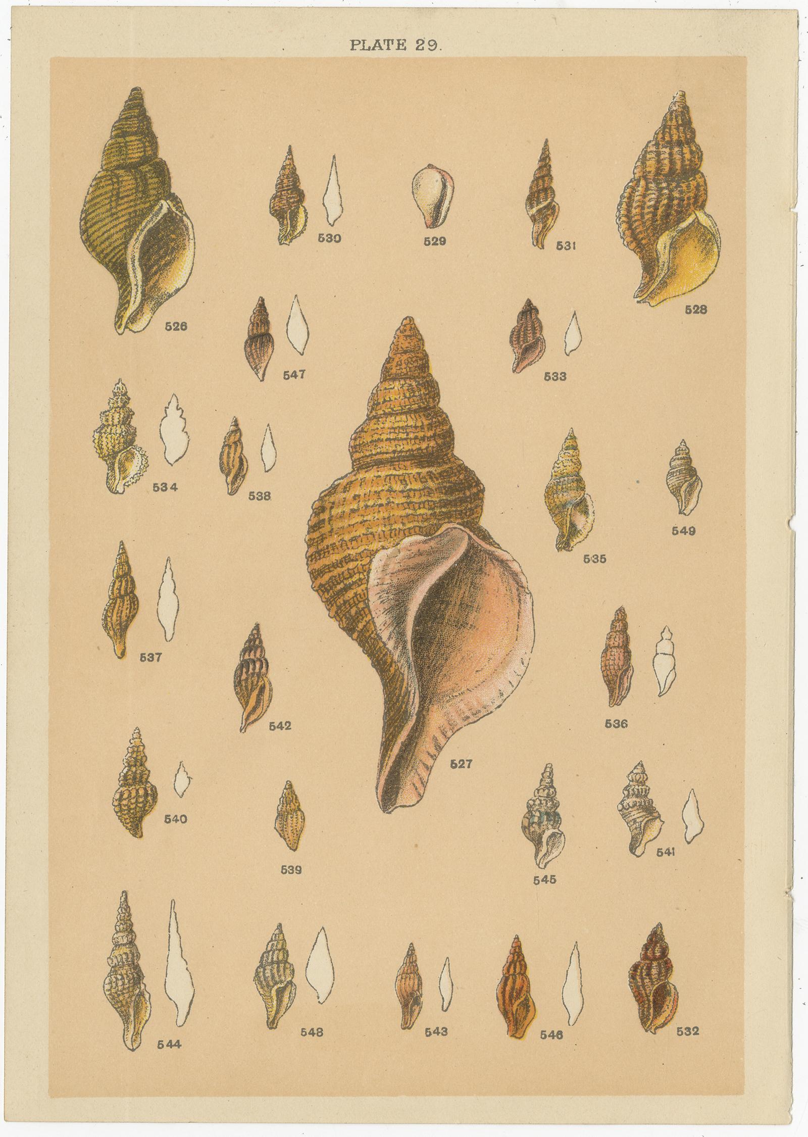 Paper Set of 10 Antique Prints of Shells including Turret Shells by Gordon, circa 1900