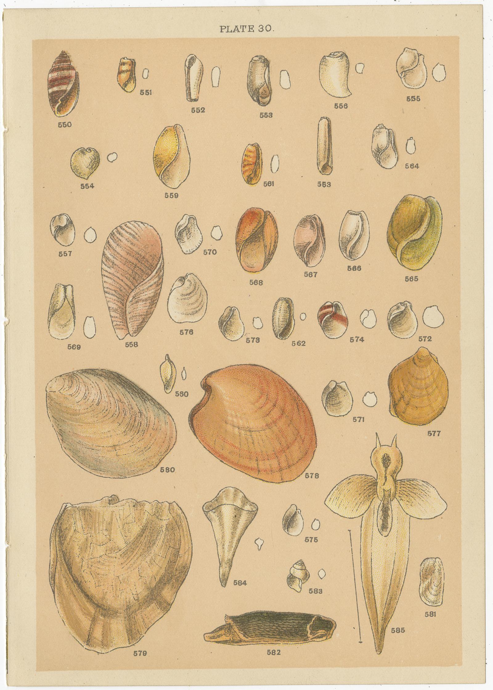 Set of 10 Antique Prints of Shells including Turret Shells by Gordon, circa 1900 1
