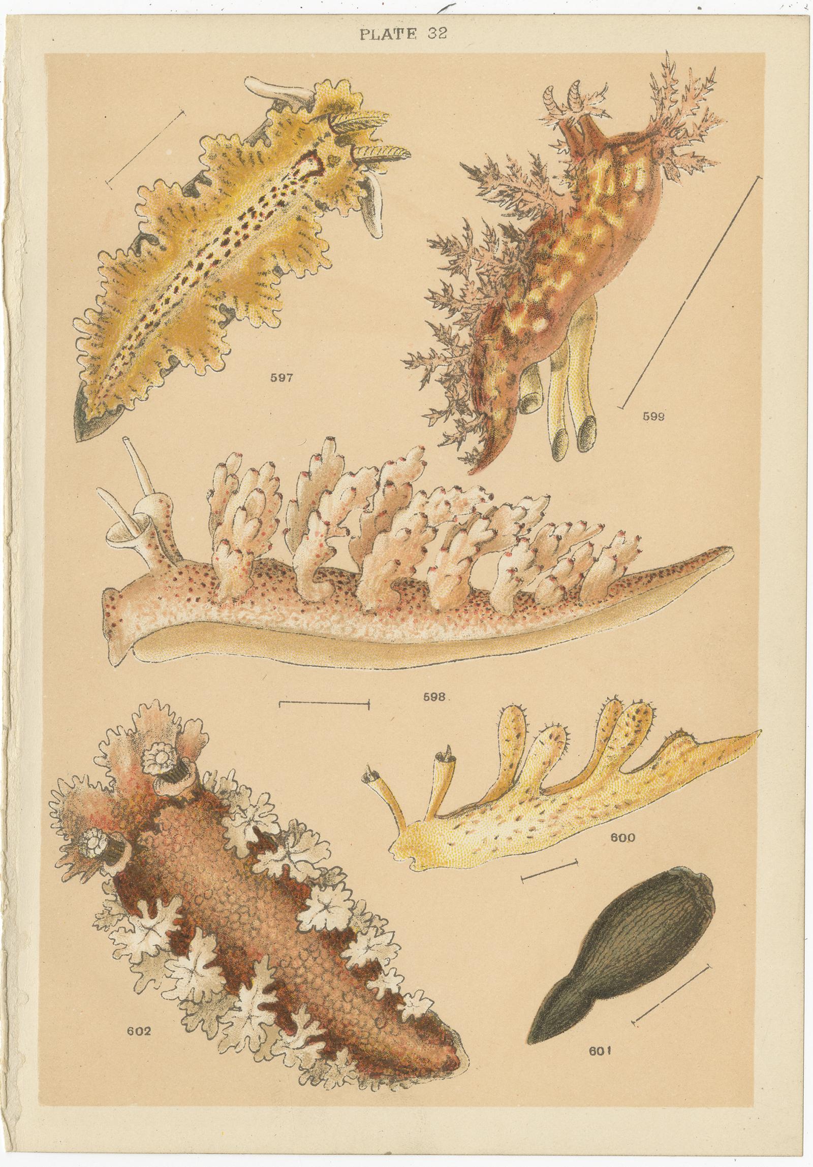 Set of 10 Antique Prints of Shells including Turret Shells by Gordon, circa 1900 2