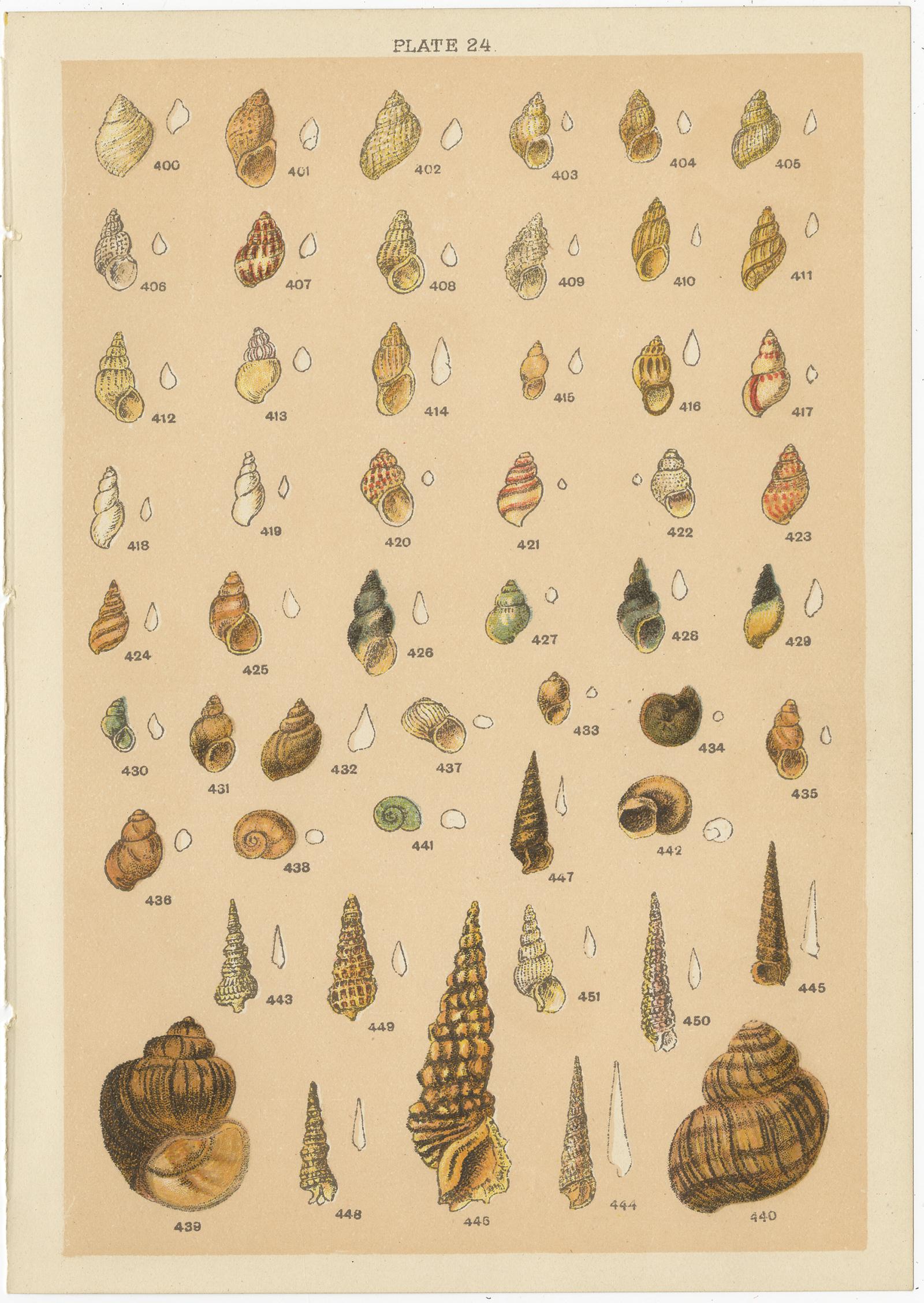 Set of 10 Antique Prints of Shells including Turret Shells by Gordon, circa 1900 3