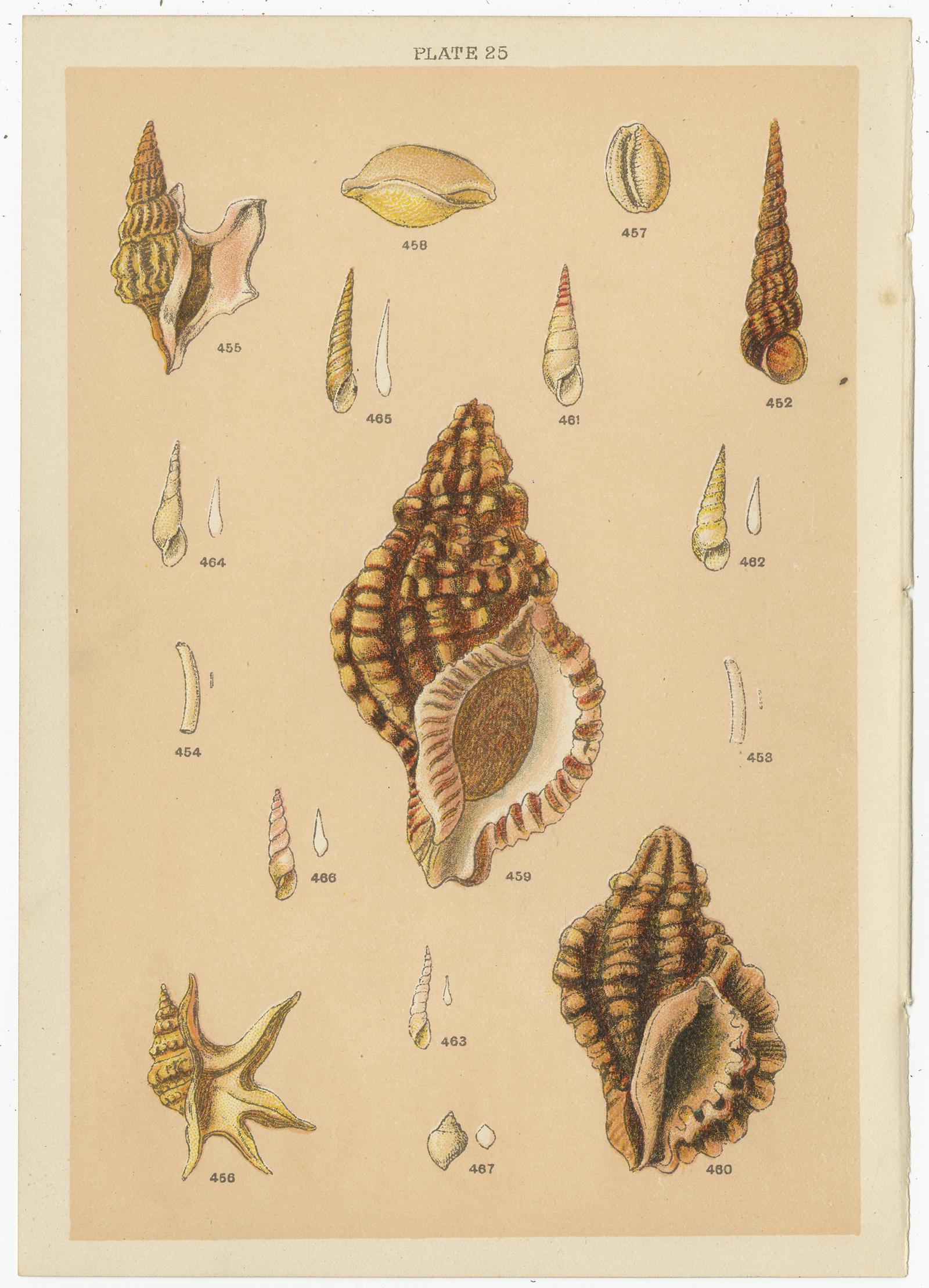 Set of 10 Antique Prints of Shells including Turret Shells by Gordon, circa 1900 4