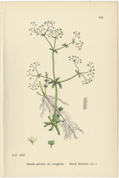Set of 10 English Botanical Prints 1902 – Galium & Asperula, Sowerby