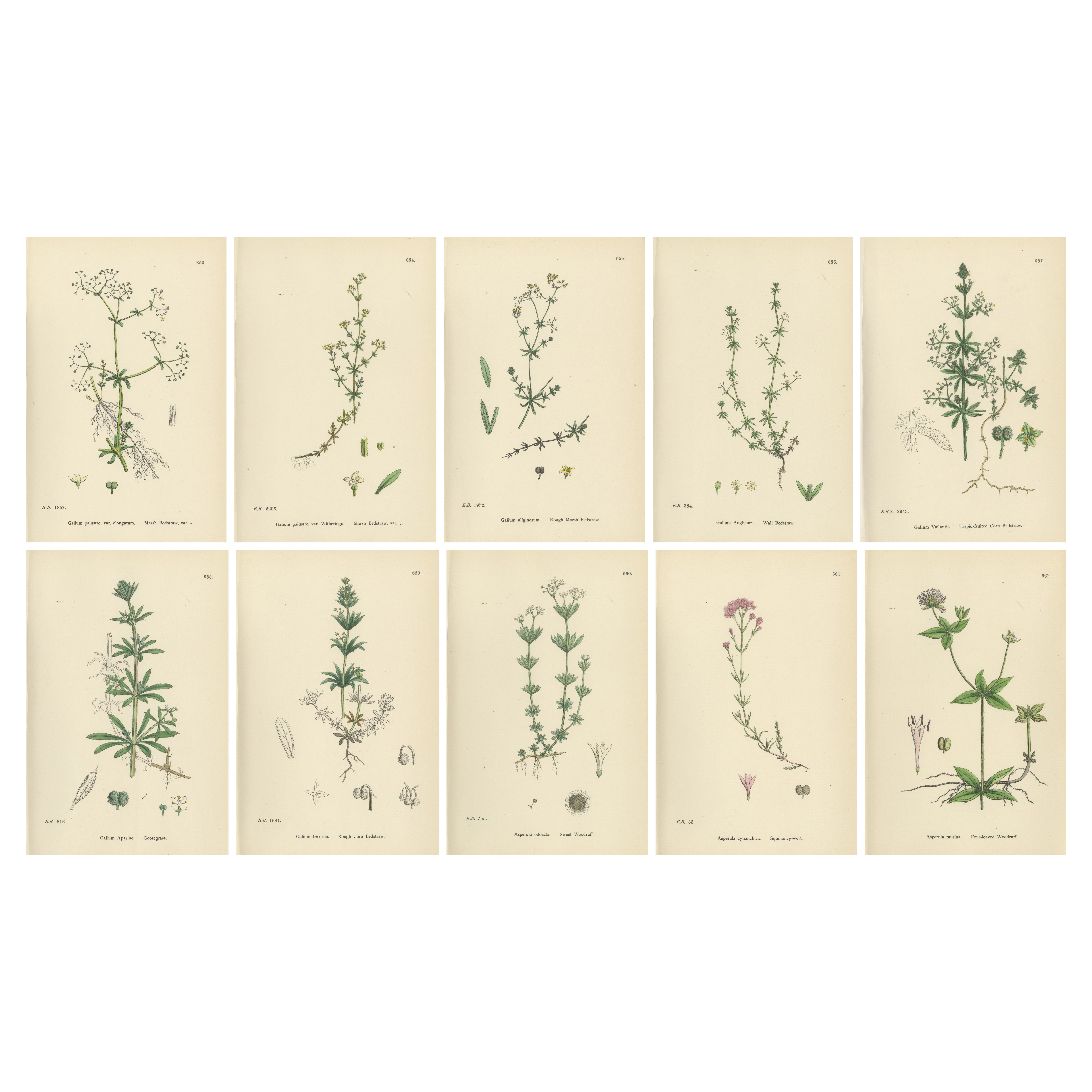 Ensemble de 10 estampes botaniques anglaises 1902 - Galium 
Asperula, Sowerby