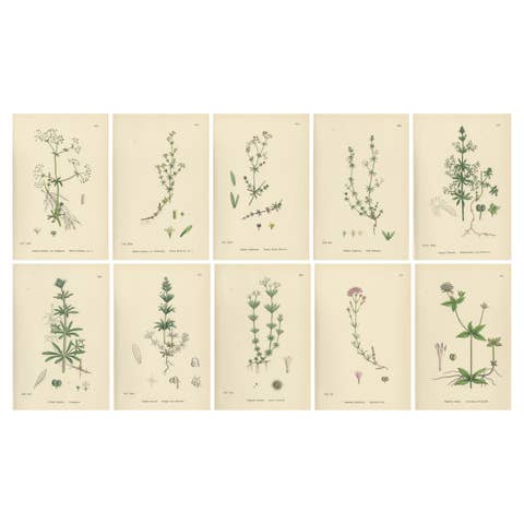 Set of 10 English Botanical Prints 1902 – Galium & Asperula, Sowerby