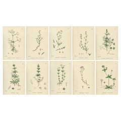 Set di 10 stampe botaniche inglesi del 1902 - Galium 
Asperula, Sowerby