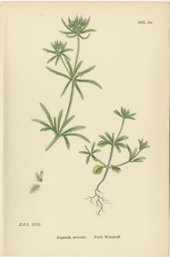 Set of 10 English Botanical Prints 1902 – Valerian & Lamb’s-Lettuce