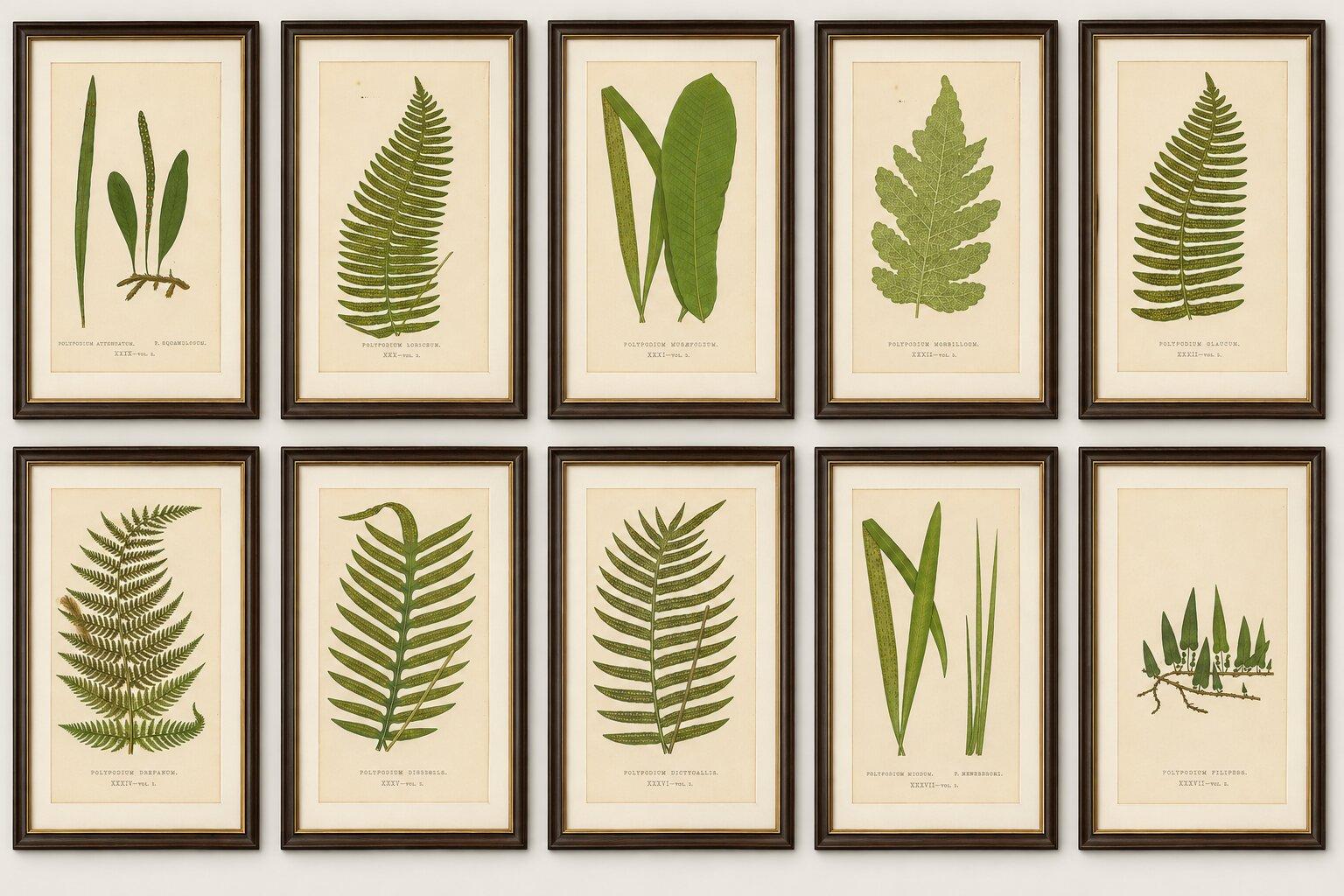 Set of 10 Original Antique Fern Lithographs by Edward J. Lowe, 1856