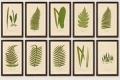 Set of 10 Original Antique Fern Lithographs by Edward J. Lowe, 1856