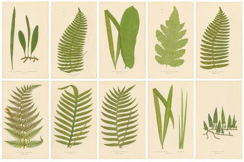 Set of 10 Original Antique Fern Lithographs by Edward J. Lowe, 1856