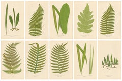 Set of 10 Original Antique Fern Lithographs by Edward J. Lowe, 1856
