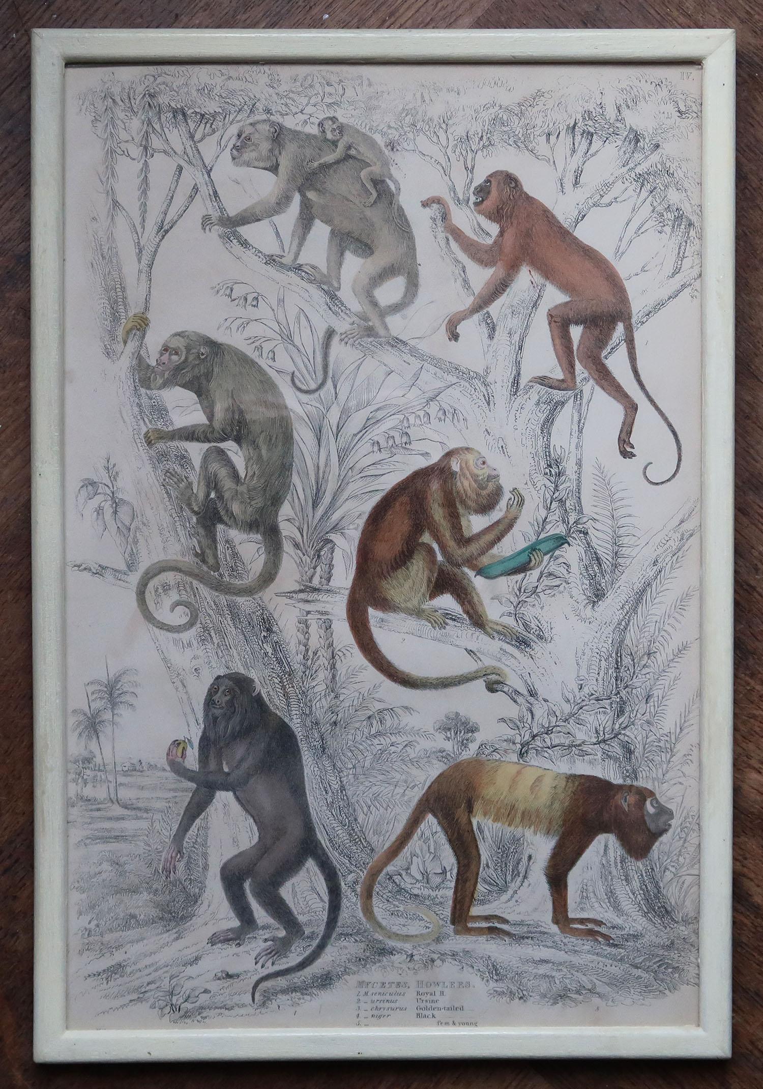 Ensemble de 10 tirages originaux de singes anciens dans des cadres peints en crème, années 1830 en vente 2