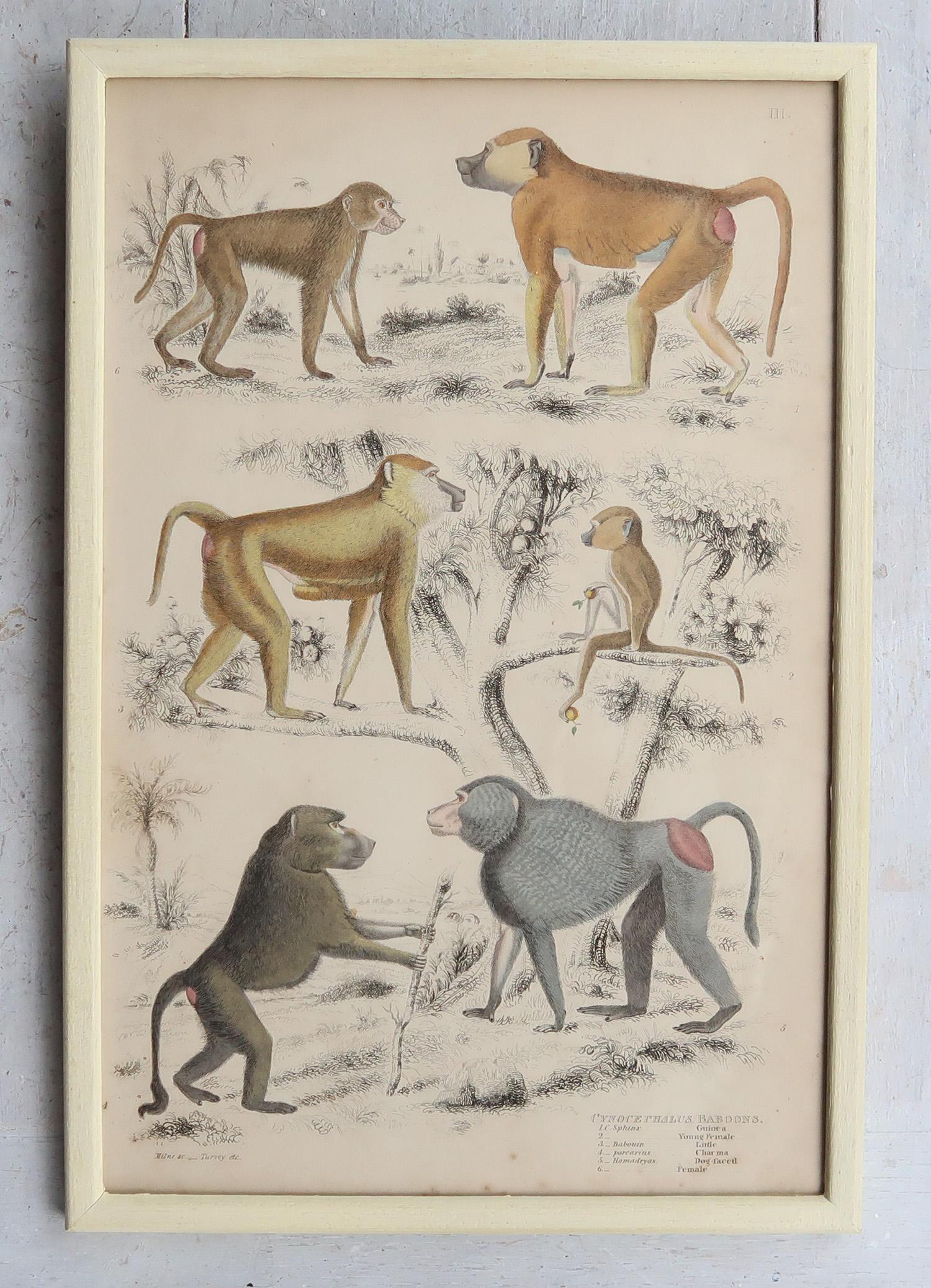 Set of 10 Original Antique Monkey Prints in Cream Painted Frames, 1830s in vendita 2