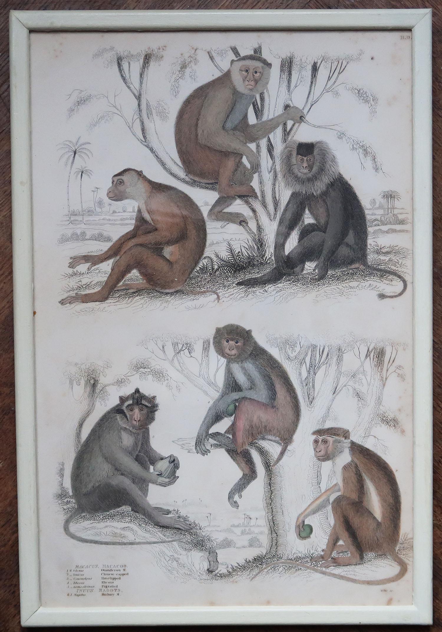 Ensemble de 10 tirages originaux de singes anciens dans des cadres peints en crème, années 1830 en vente 3