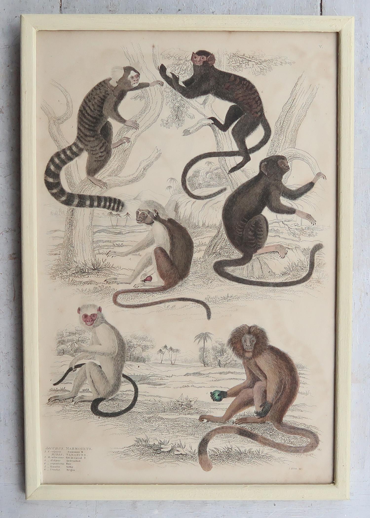 Set of 10 Original Antique Monkey Prints in Cream Painted Frames, 1830s in vendita 3