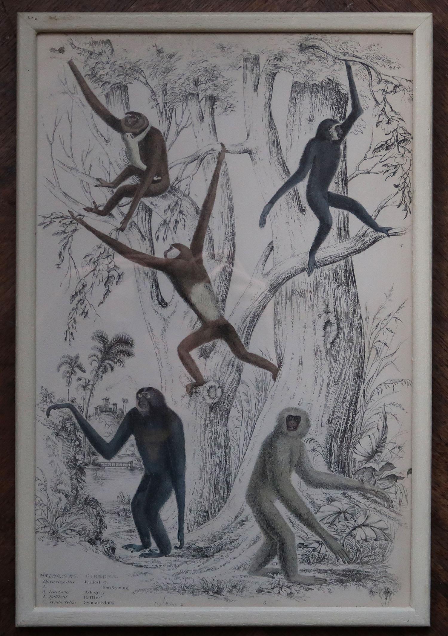 Wonderful set of 10 antique monkey prints.

Great muted colors. Original color.

Presented in our own custom made cream painted frames.

Lithographs after the original drawings by Captain Brown.

Published 1830s.

Free UK shipping


 

