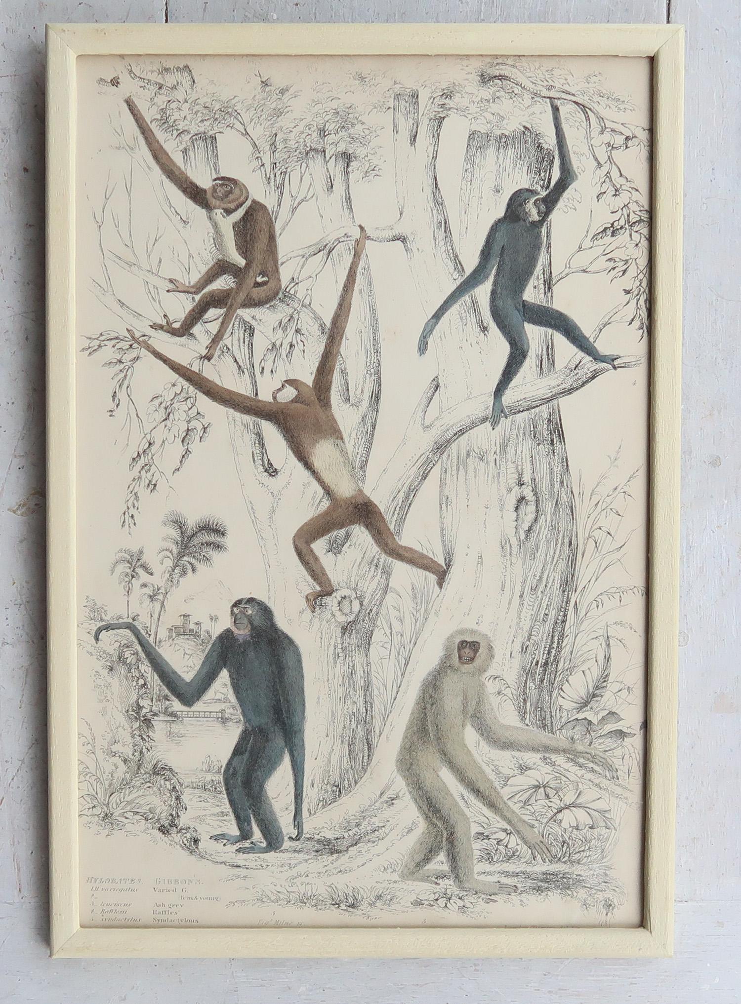 Wonderful set of 10 antique monkey prints.

Great muted colors. Original color.

Presented in our own custom made cream painted frames.

Lithographs after the original drawings by Captain Brown.

Published 1830s.

Free UK shipping


 

