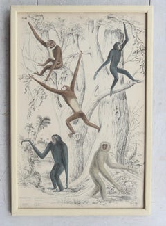 Set of 10 Original Antique Monkey Prints in Cream Painted Frames, 1830s