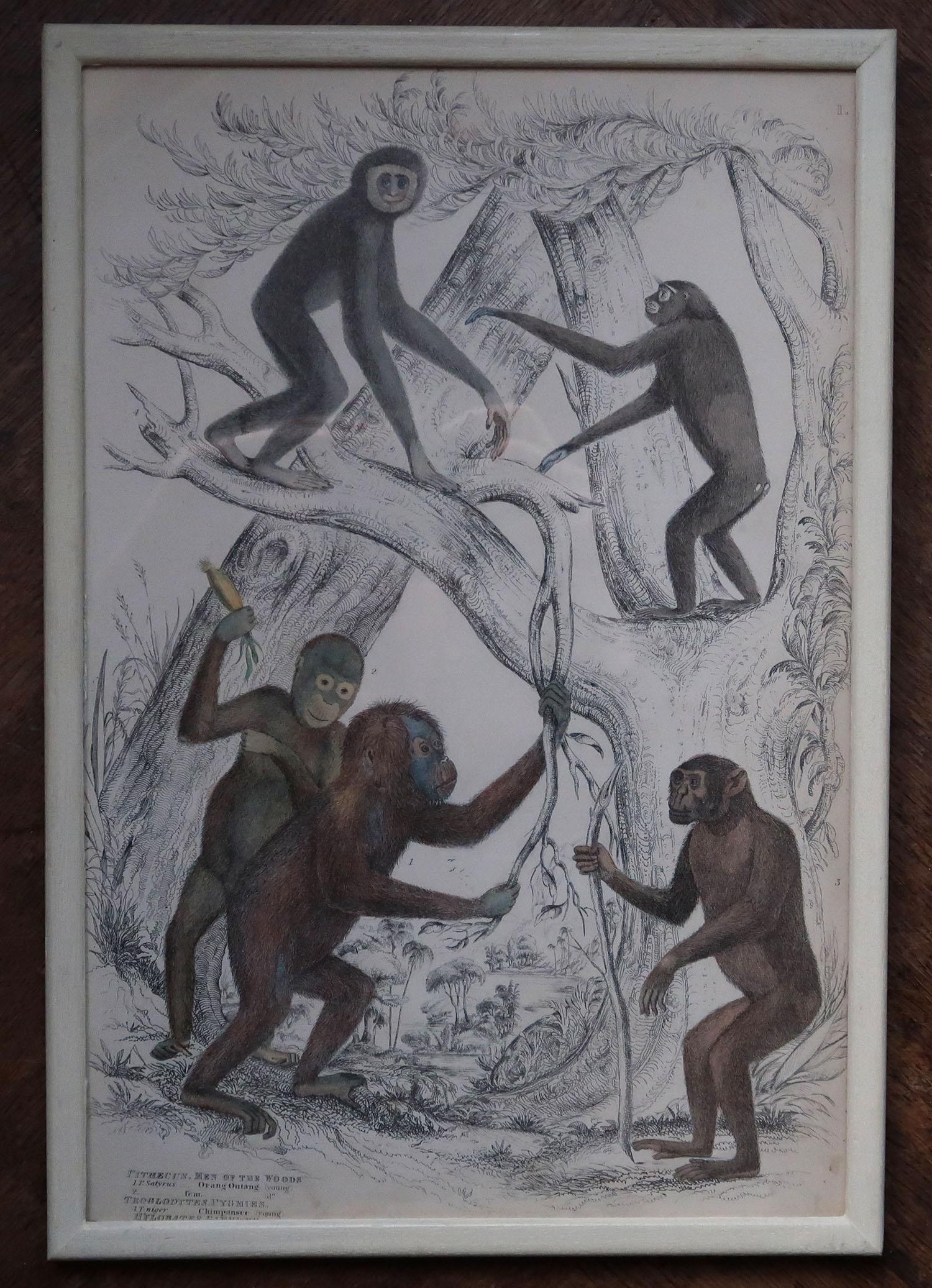 Anglo-Indian Set of 10 Original Antique Monkey Prints in Cream Painted Frames, 1830s For Sale