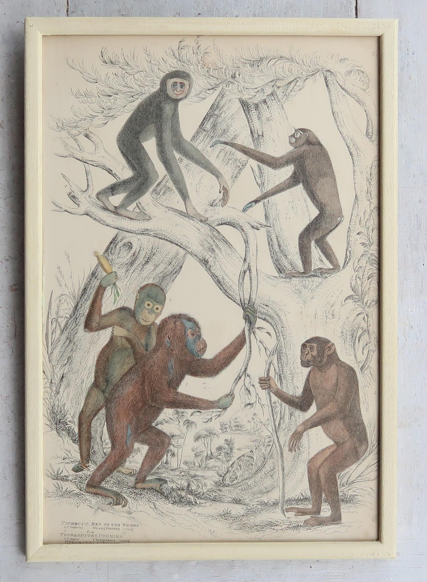 Anglo-indiano Set of 10 Original Antique Monkey Prints in Cream Painted Frames, 1830s in vendita