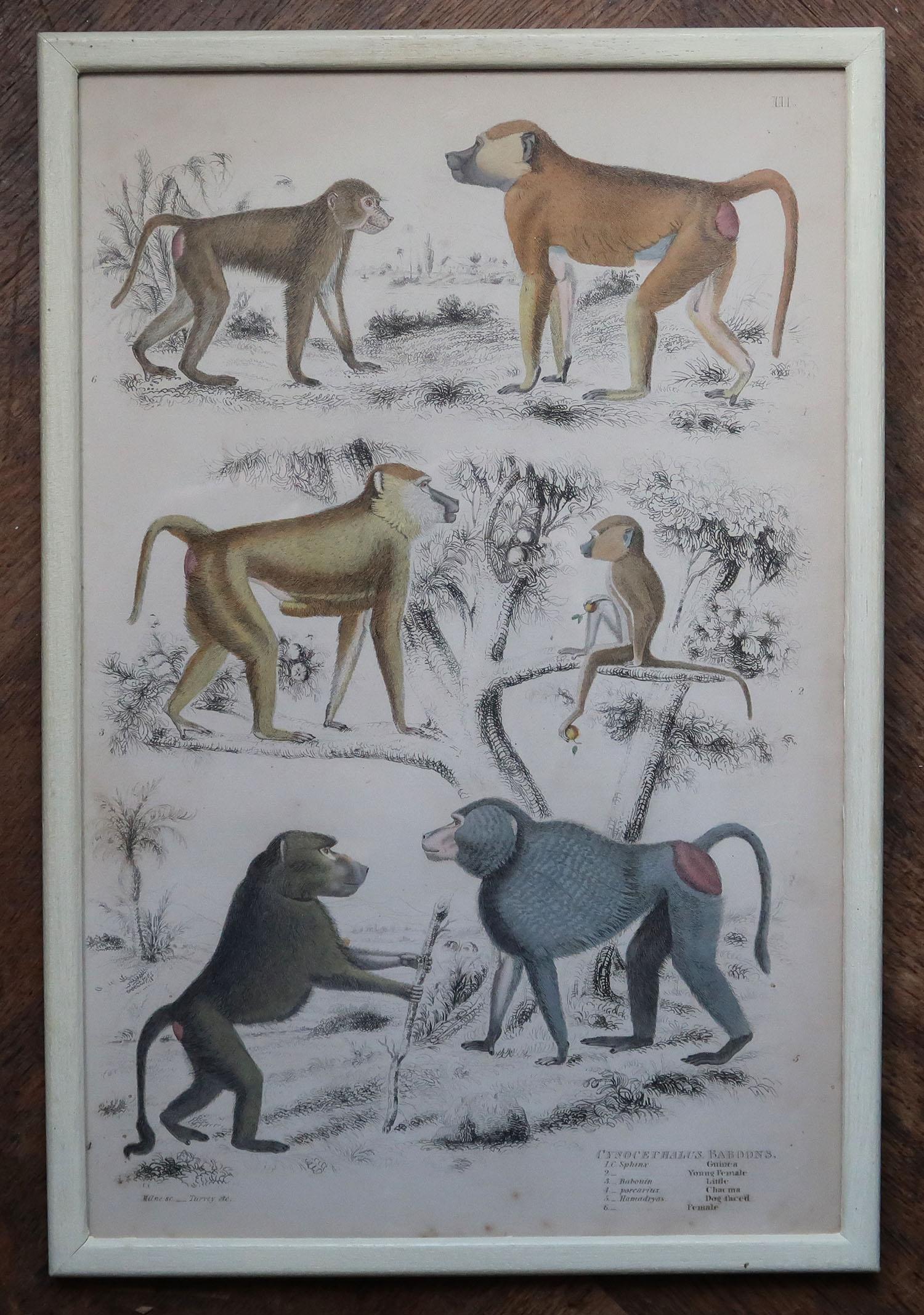 English Set of 10 Original Antique Monkey Prints in Cream Painted Frames, 1830s For Sale