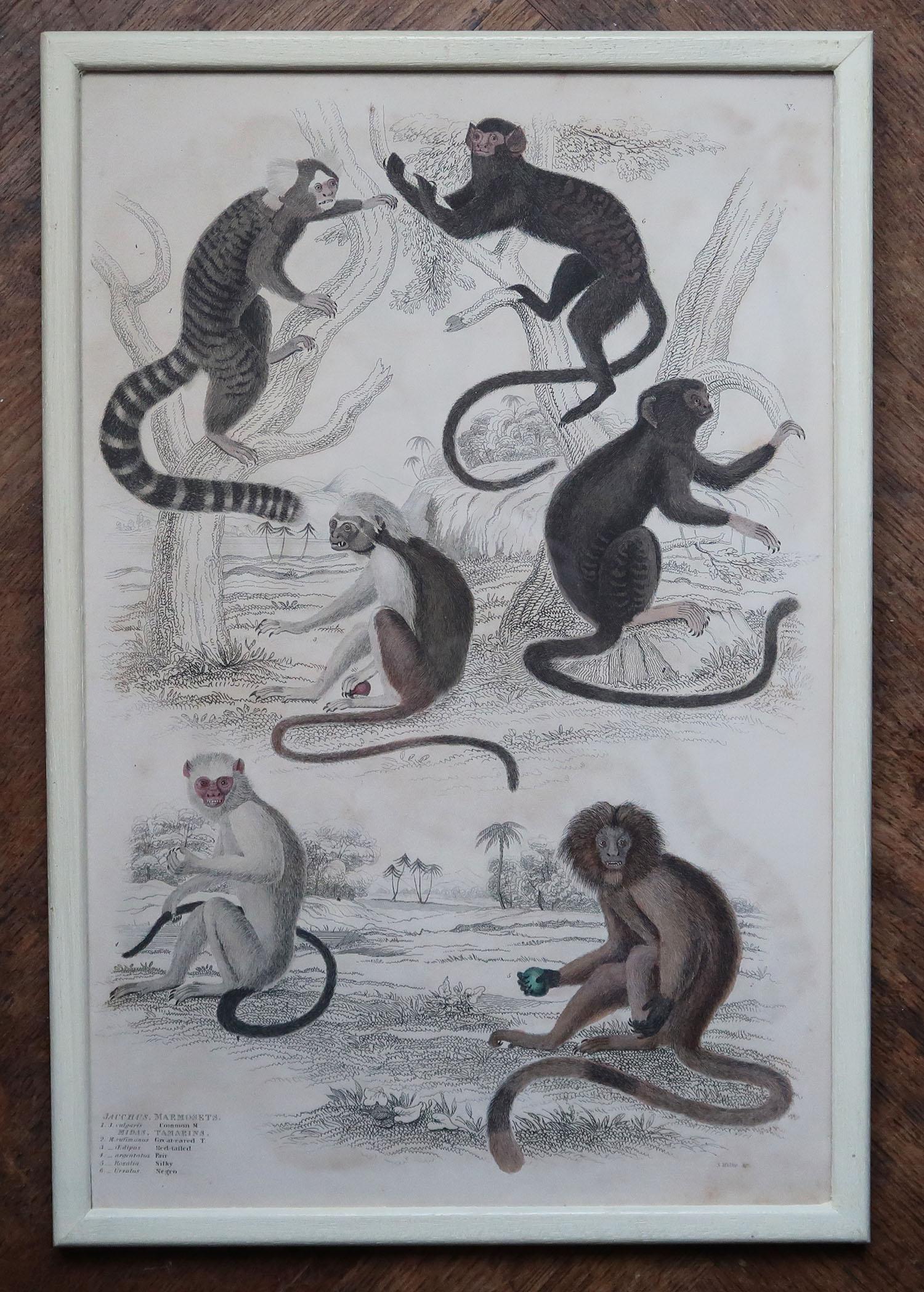 Other Set of 10 Original Antique Monkey Prints in Cream Painted Frames, 1830s For Sale