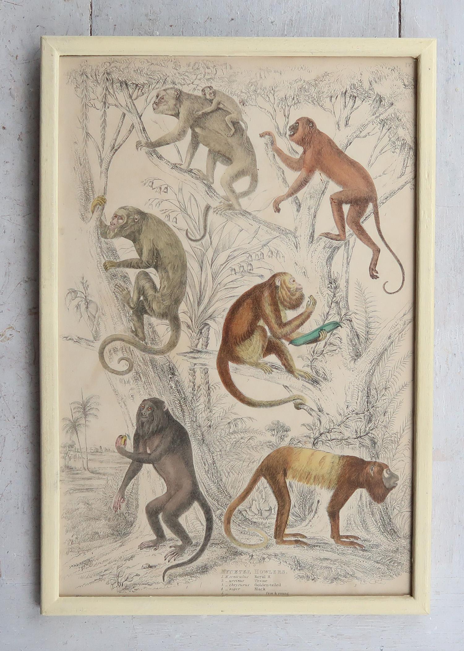 Altro Set of 10 Original Antique Monkey Prints in Cream Painted Frames, 1830s in vendita