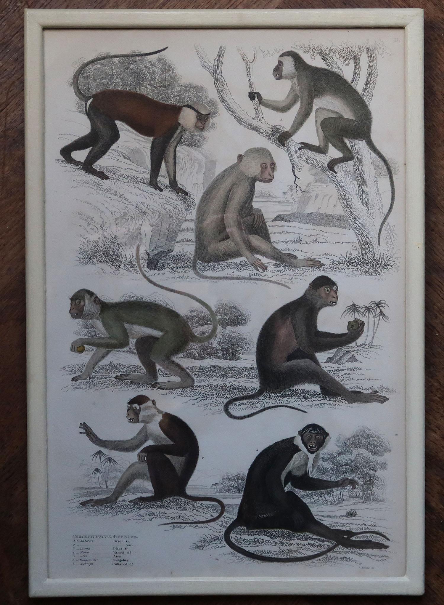 Ensemble de 10 tirages originaux de singes anciens dans des cadres peints en crème, années 1830 Bon état - En vente à St Annes, Lancashire