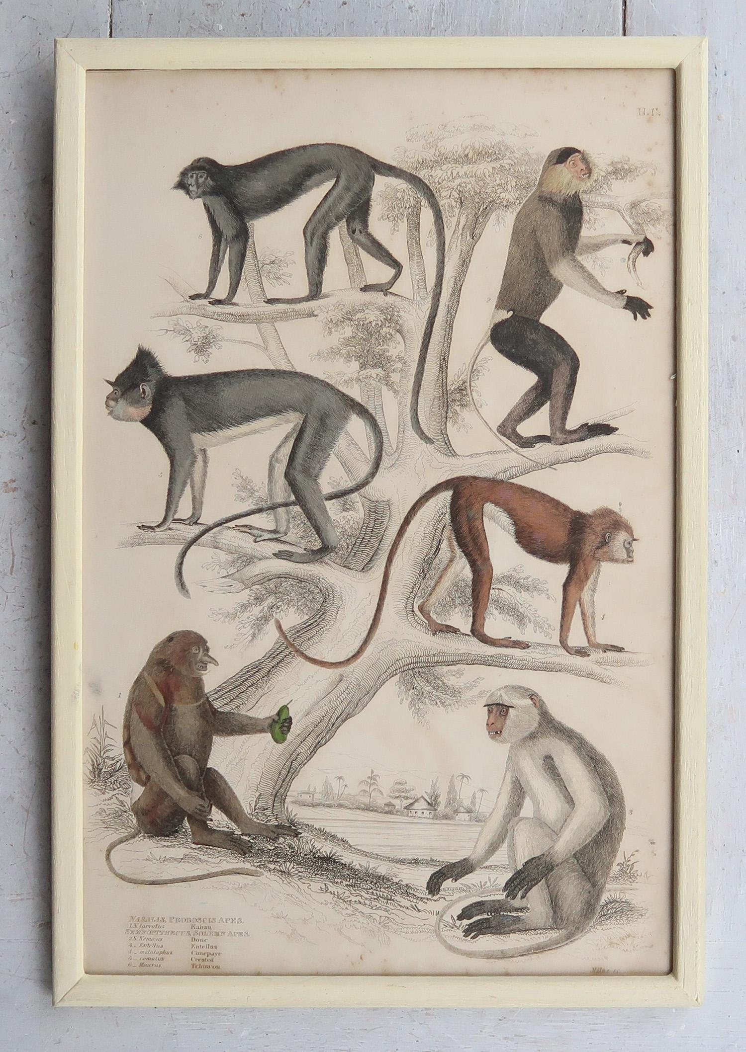 Set of 10 Original Antique Monkey Prints in Cream Painted Frames, 1830s In condizioni buone in vendita a St Annes, Lancashire
