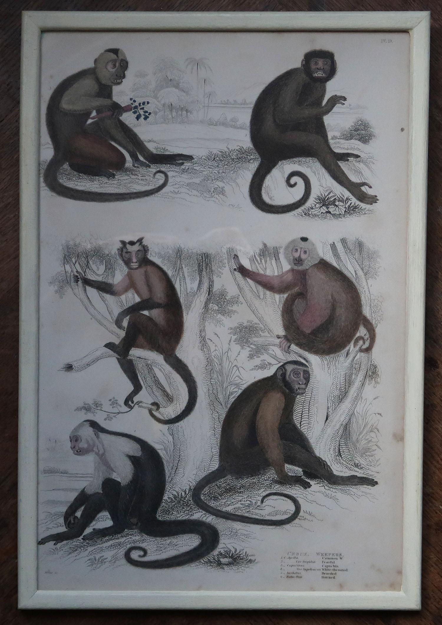 Mid-19th Century Set of 10 Original Antique Monkey Prints in Cream Painted Frames, 1830s For Sale