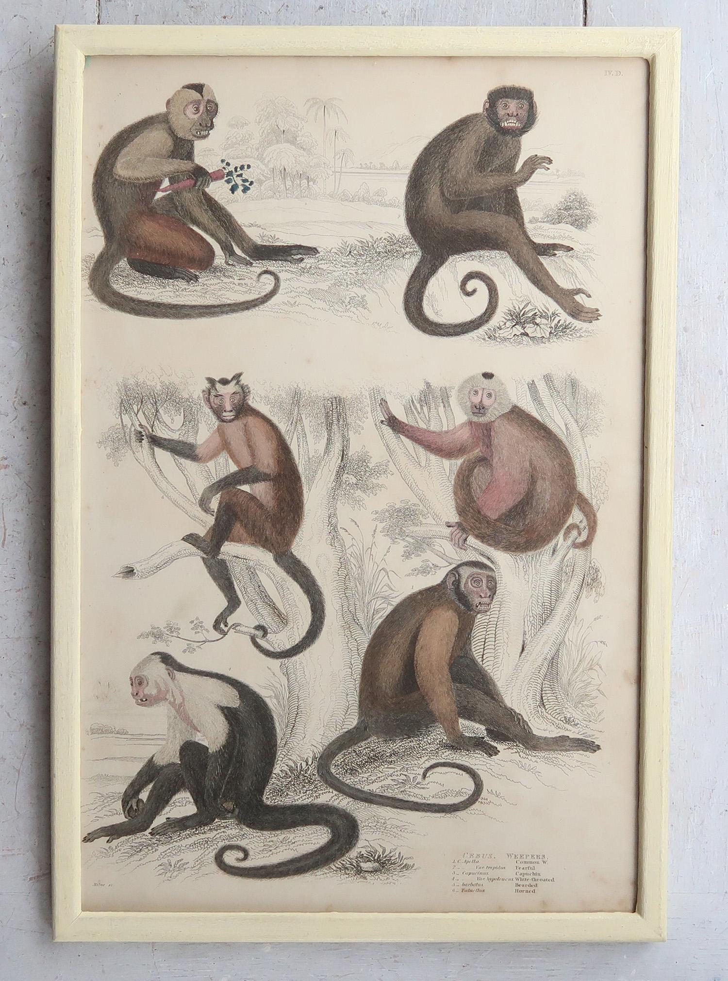 Metà XIX secolo Set of 10 Original Antique Monkey Prints in Cream Painted Frames, 1830s in vendita