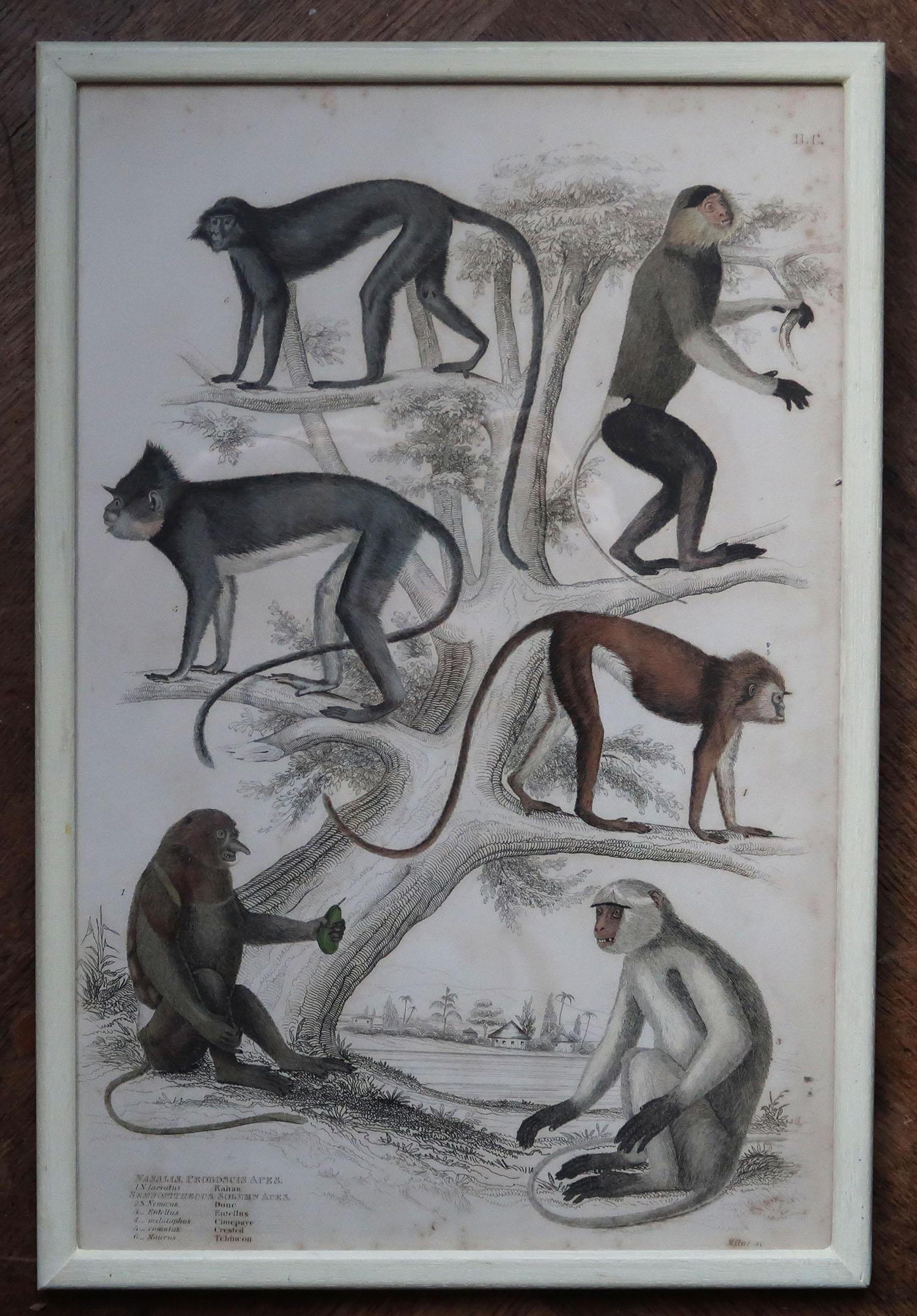 Papier Ensemble de 10 tirages originaux de singes anciens dans des cadres peints en crème, années 1830 en vente