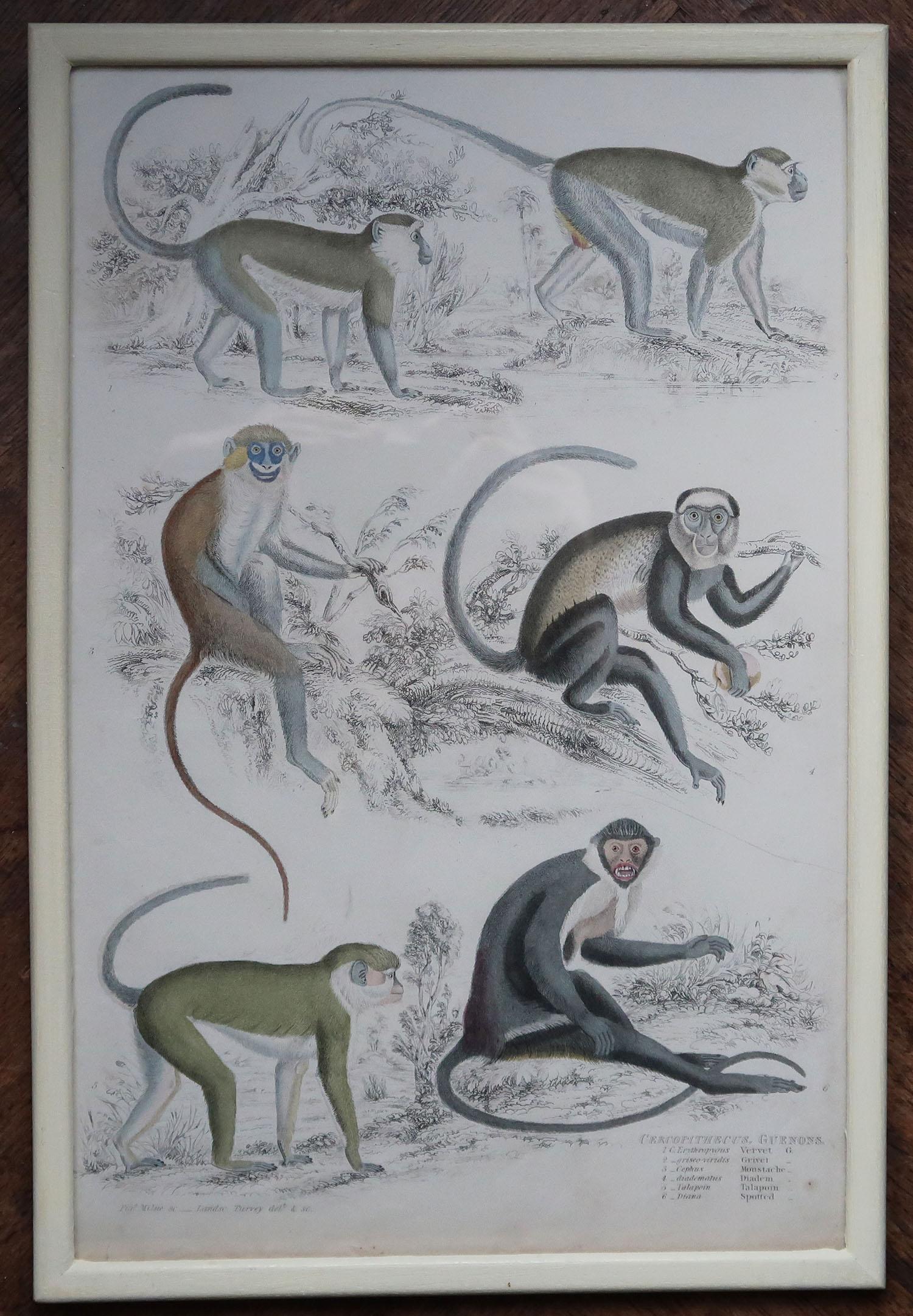 Ensemble de 10 tirages originaux de singes anciens dans des cadres peints en crème, années 1830 en vente 1
