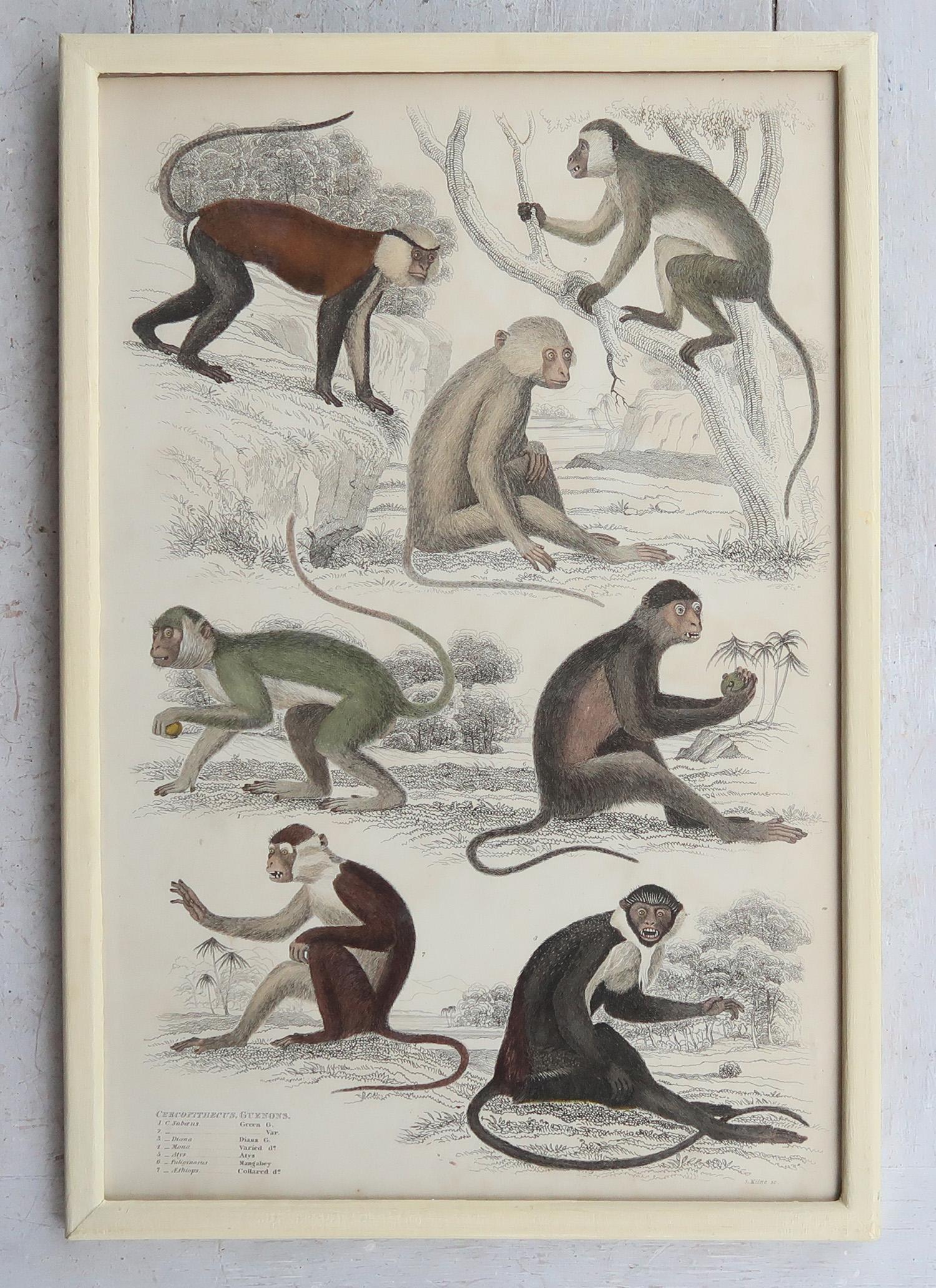 Set of 10 Original Antique Monkey Prints in Cream Painted Frames, 1830s in vendita 1