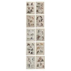 Set of 10 Original Antique Monkey Prints in Cream Painted Frames, 1830s