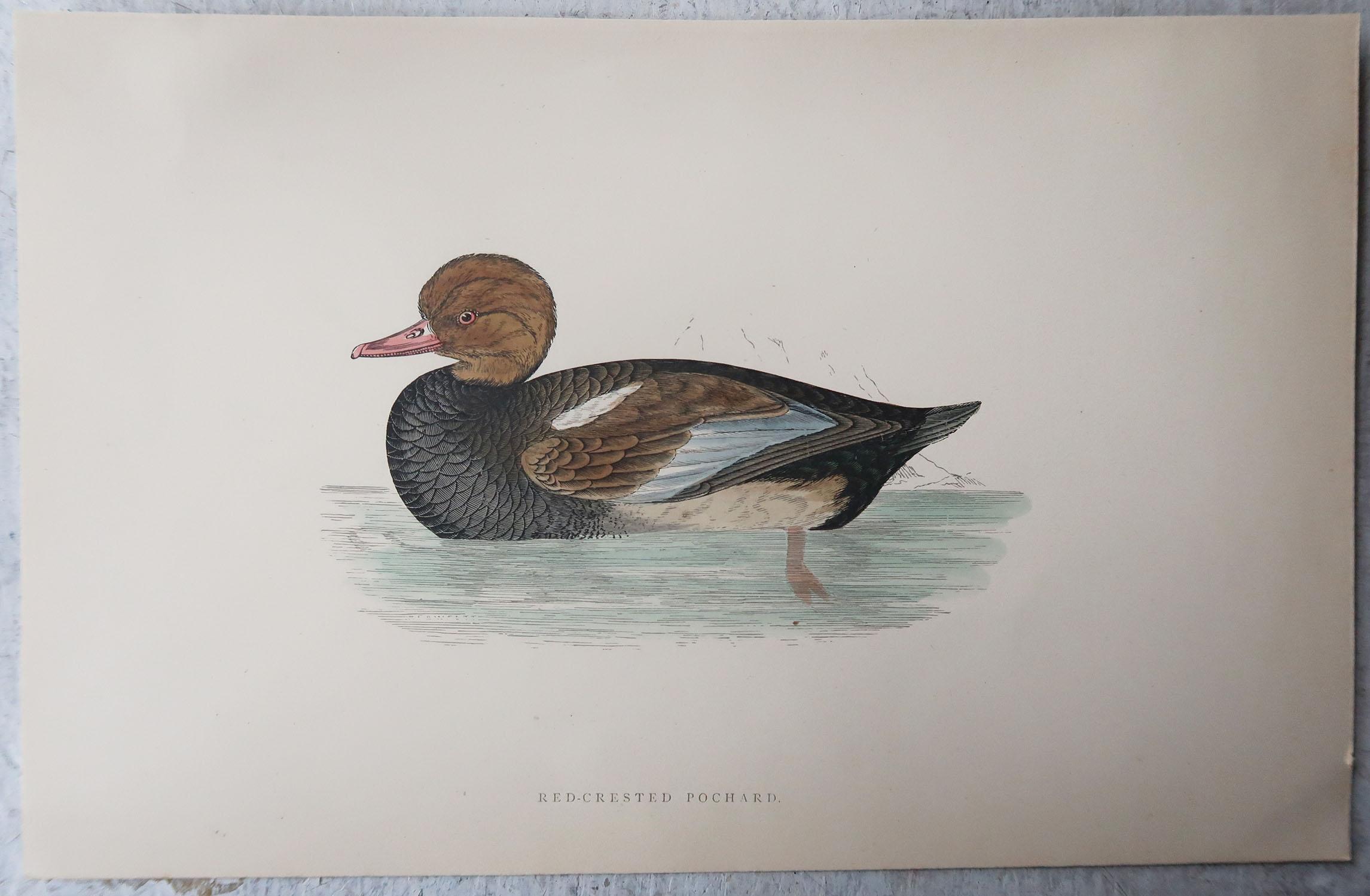 Set of 10 Original Antique Prints of Ducks After Francis Lydon, C.1880 2