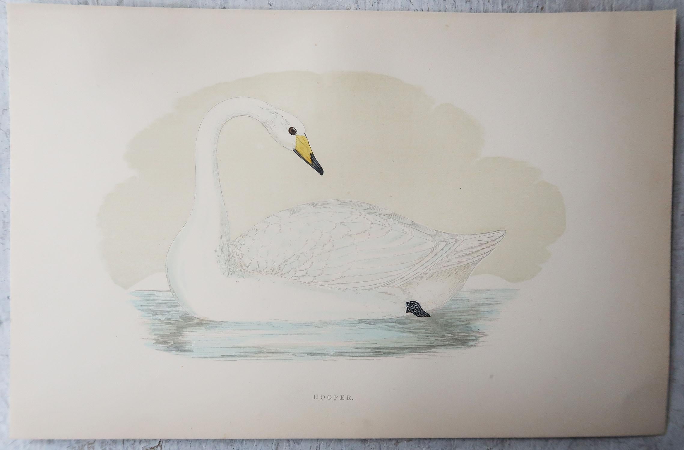 Set of 10 Original Antique Prints of Ducks After Francis Lydon, C.1880 3