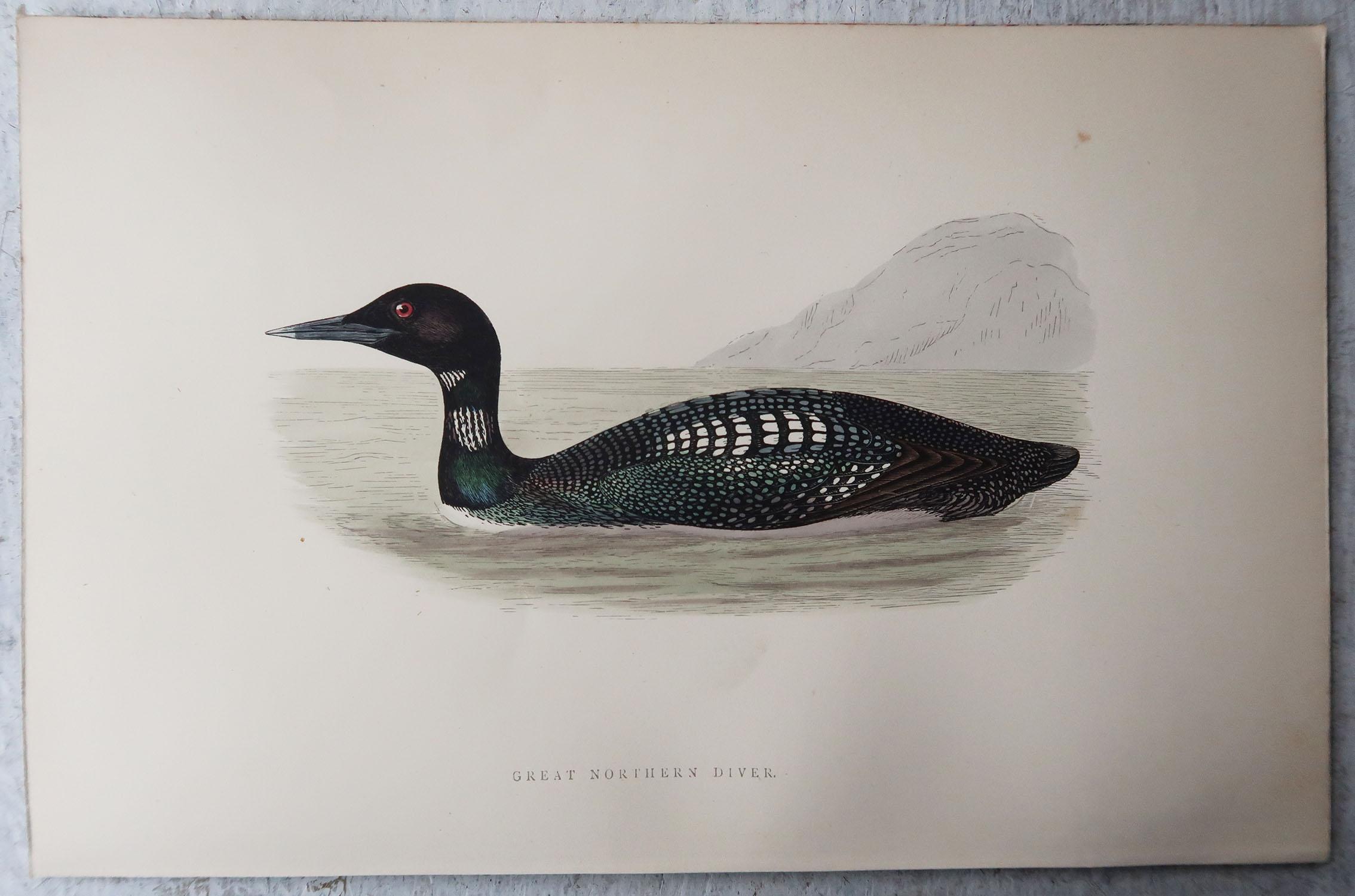 Folk Art Set of 10 Original Antique Prints of Ducks After Francis Lydon, C.1880