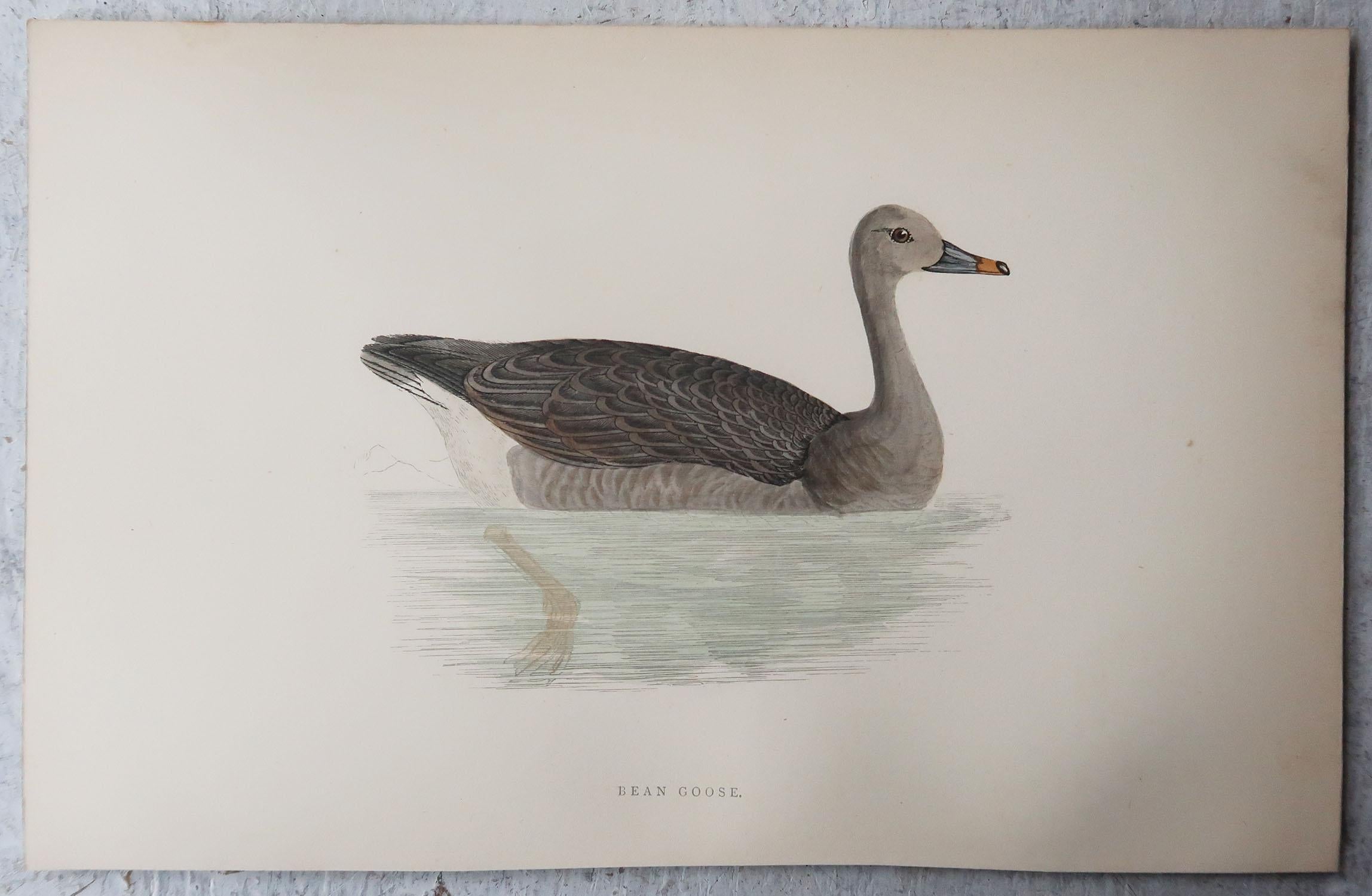 English Set of 10 Original Antique Prints of Ducks After Francis Lydon, C.1880