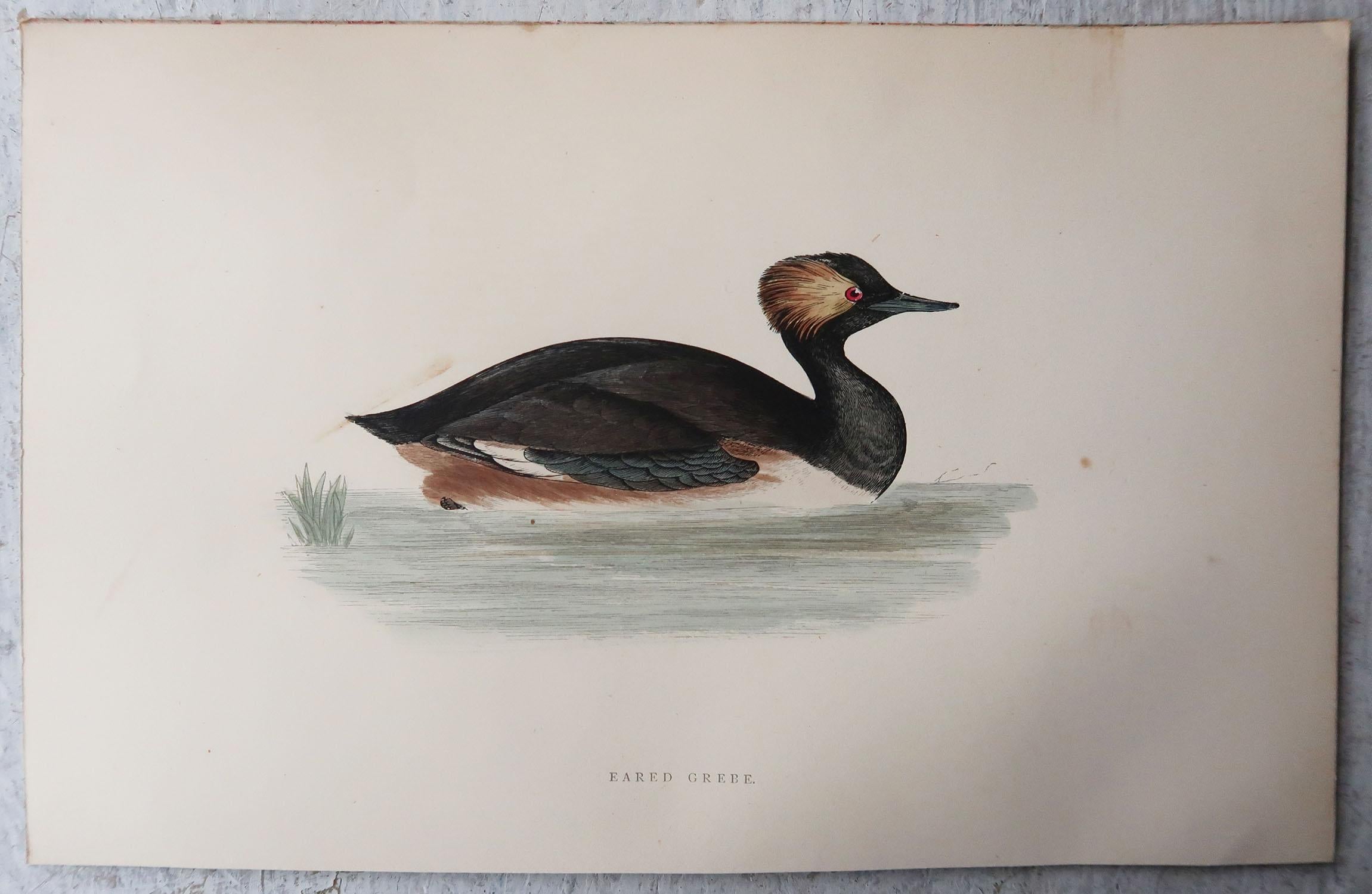 Other Set of 10 Original Antique Prints of Ducks After Francis Lydon, C.1880
