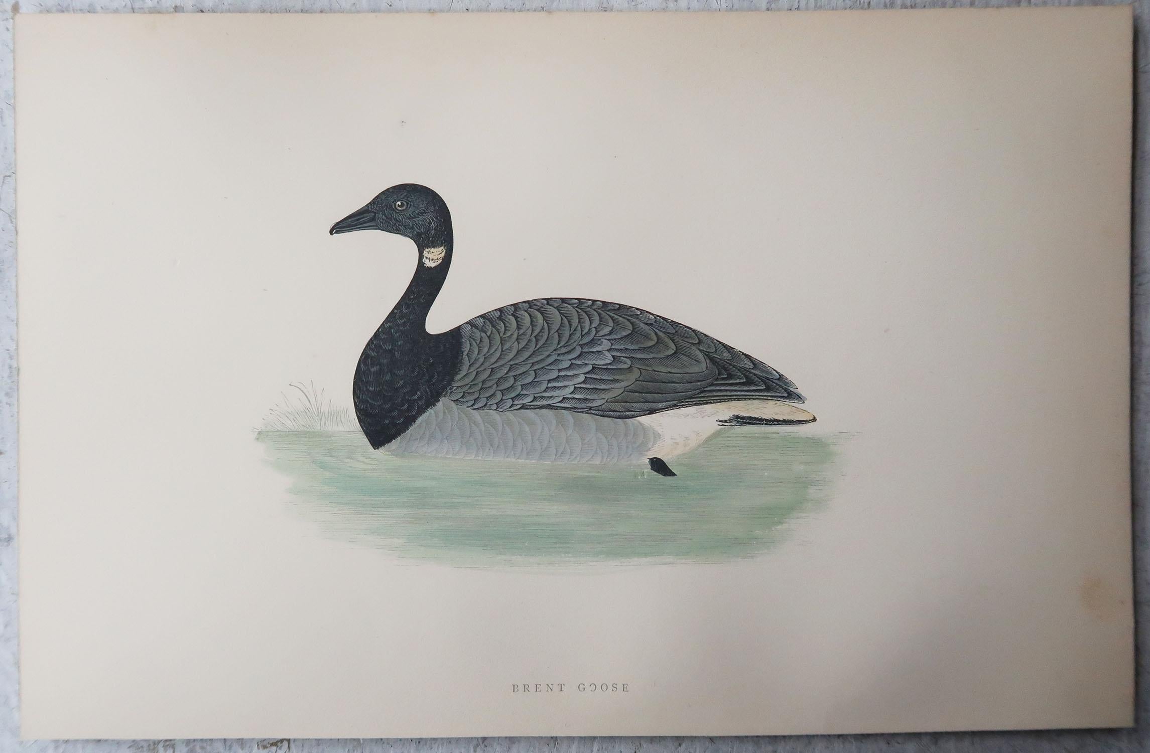Set of 10 Original Antique Prints of Ducks After Francis Lydon, C.1880 In Good Condition In St Annes, Lancashire