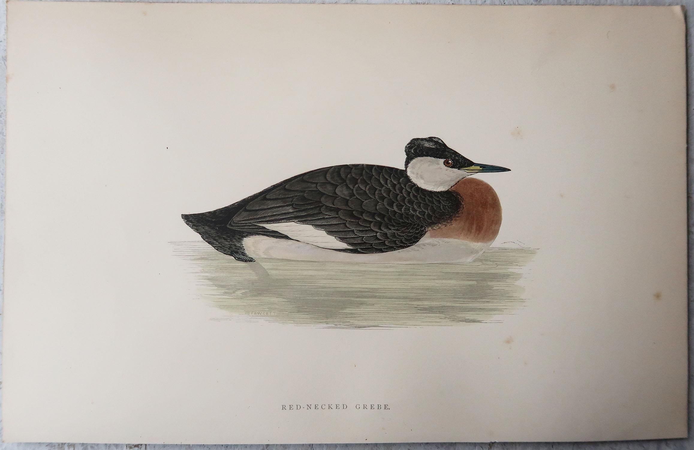 Late 19th Century Set of 10 Original Antique Prints of Ducks After Francis Lydon, C.1880