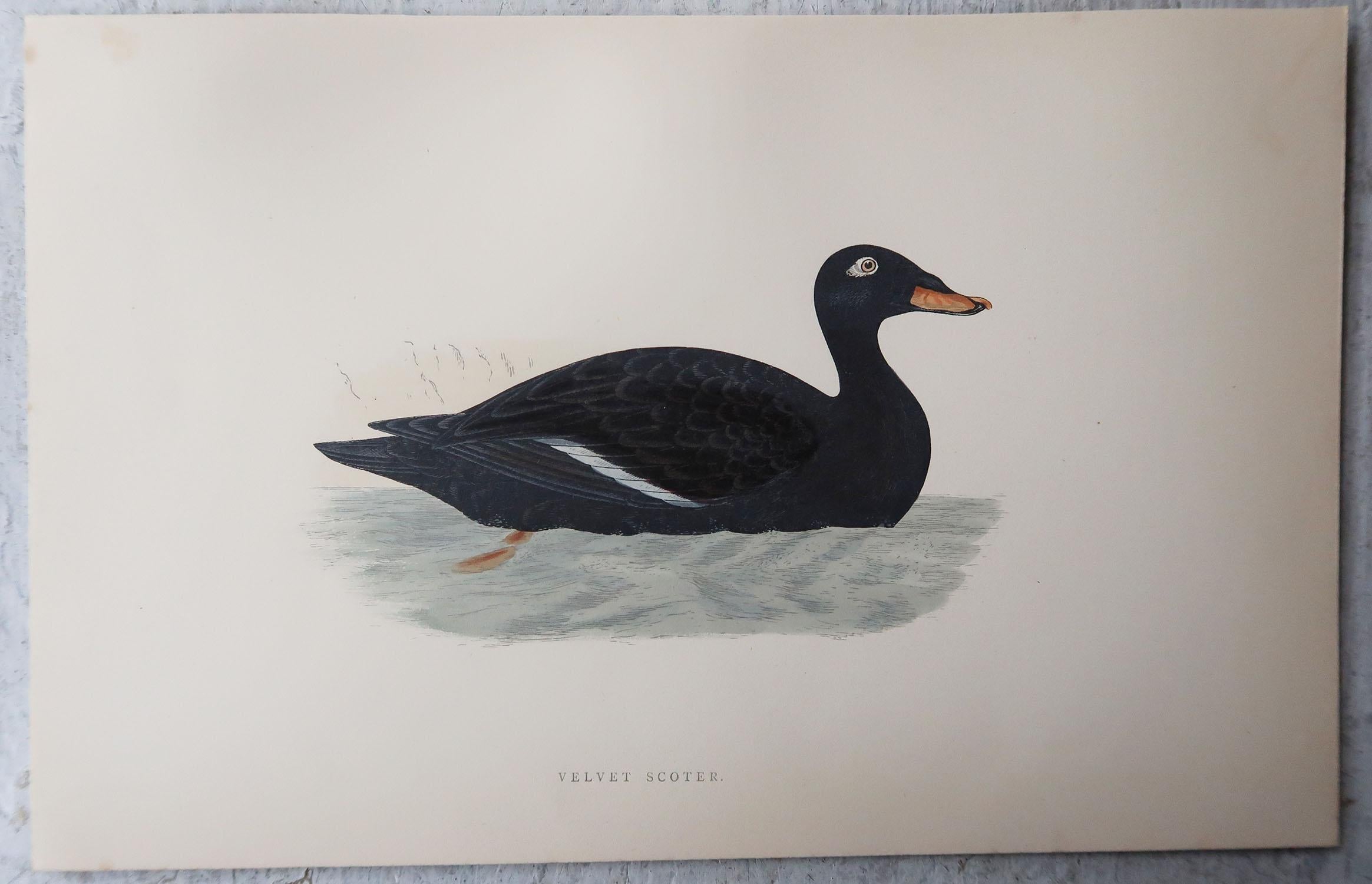 Paper Set of 10 Original Antique Prints of Ducks After Francis Lydon, C.1880