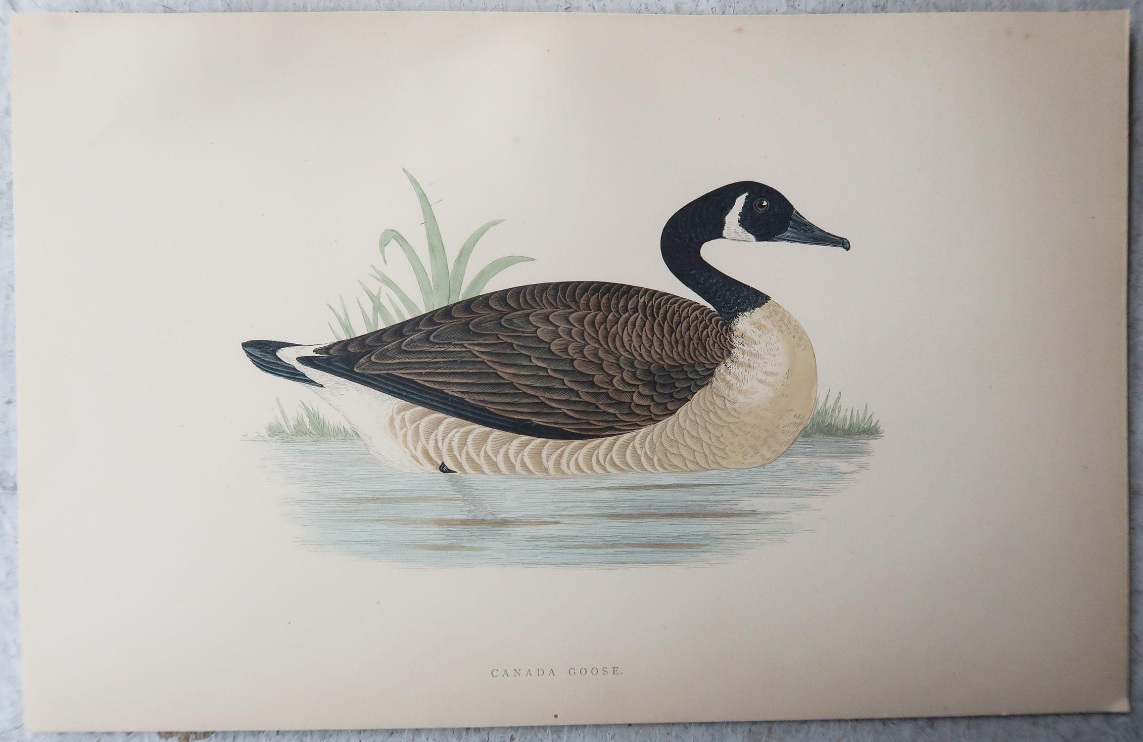 Set of 10 Original Antique Prints of Ducks After Francis Lydon, C.1880 1