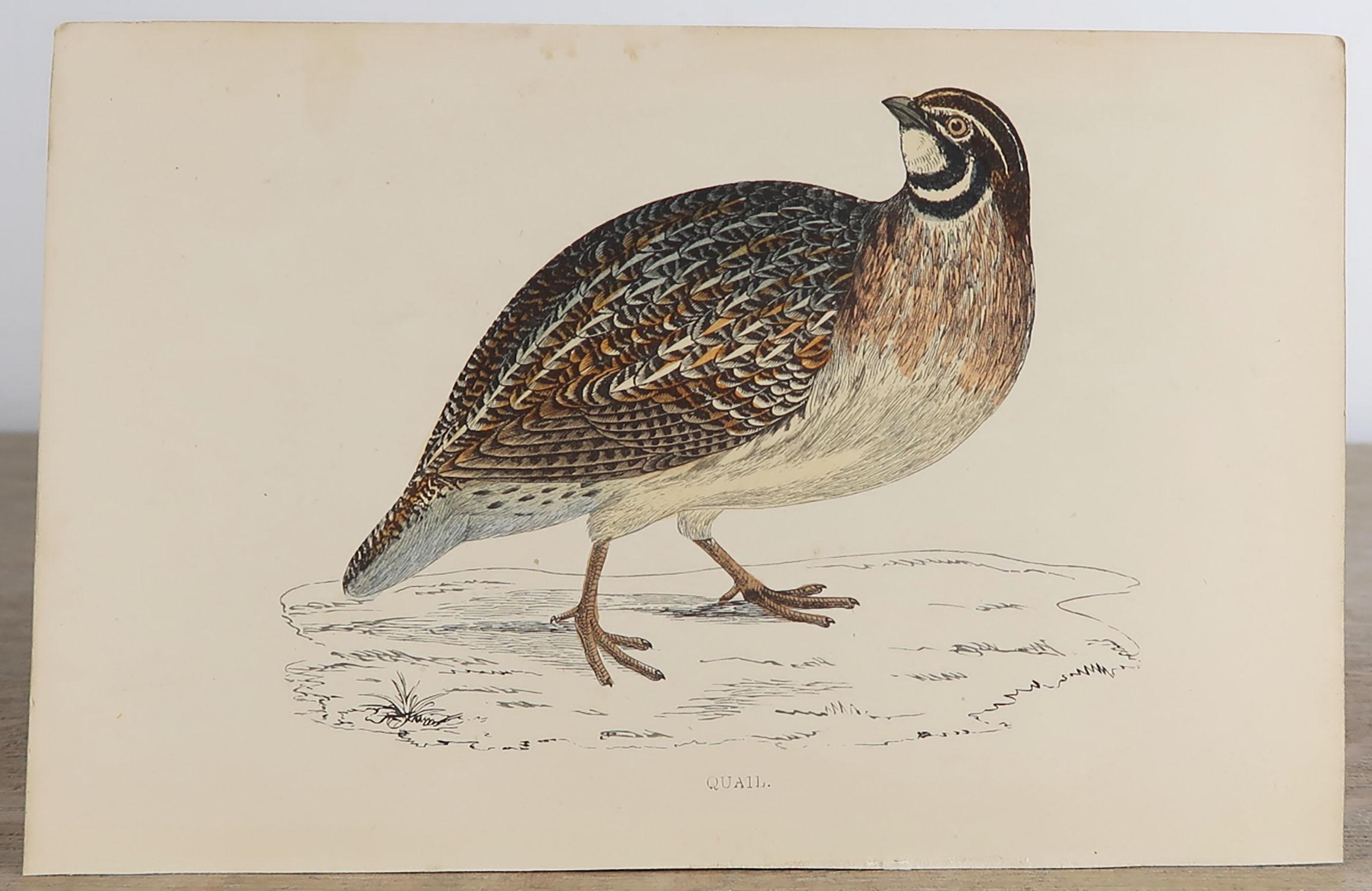 Set of 10 Original Antique Prints of Game Birds, circa 1870 2